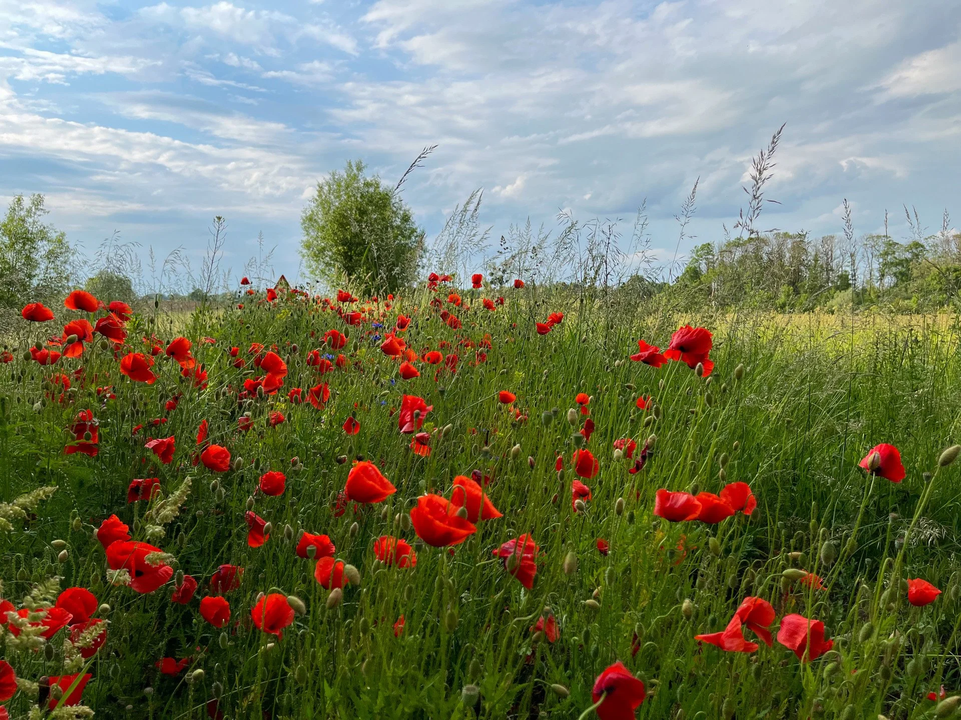 mohn.jpg