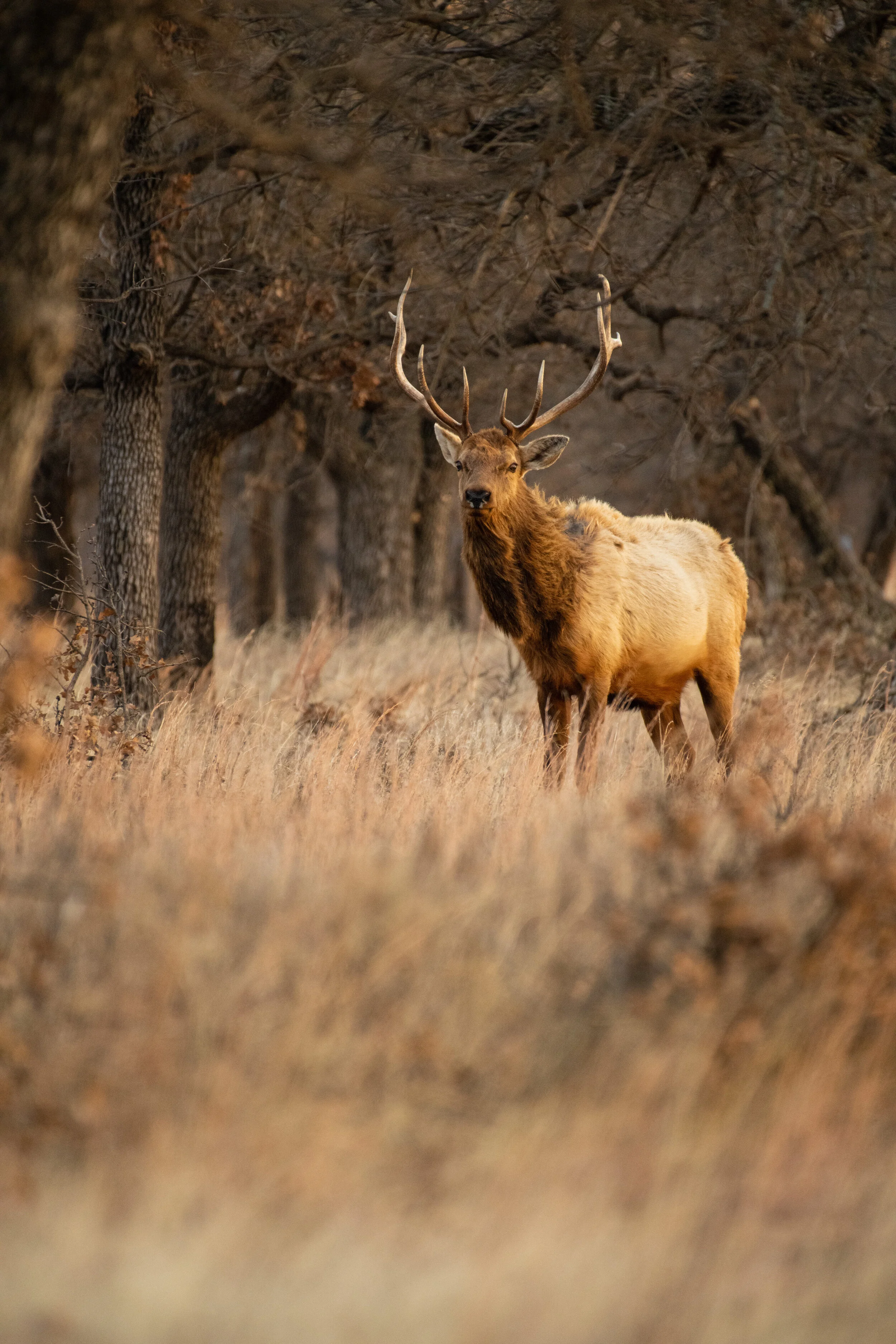 D85_8037.jpg