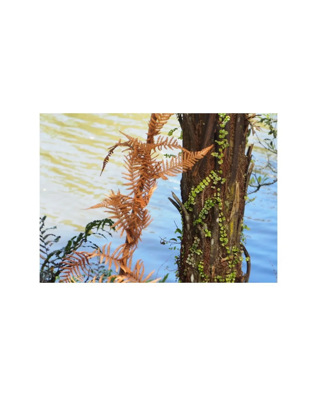 So much inspiration. If McLaren Falls ever starts up an artist residency programme I want first dibs! 

Just a handful of pics that may become something in my studio this summer. 

📷copyright Tracey Finch