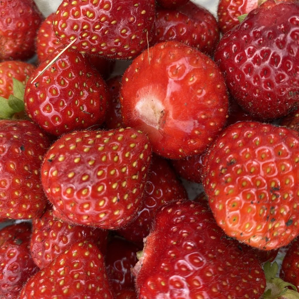 de-tuinen-van-tom-struyf-aardbeien-pluktuin-moestuin-permacultuur.jpg