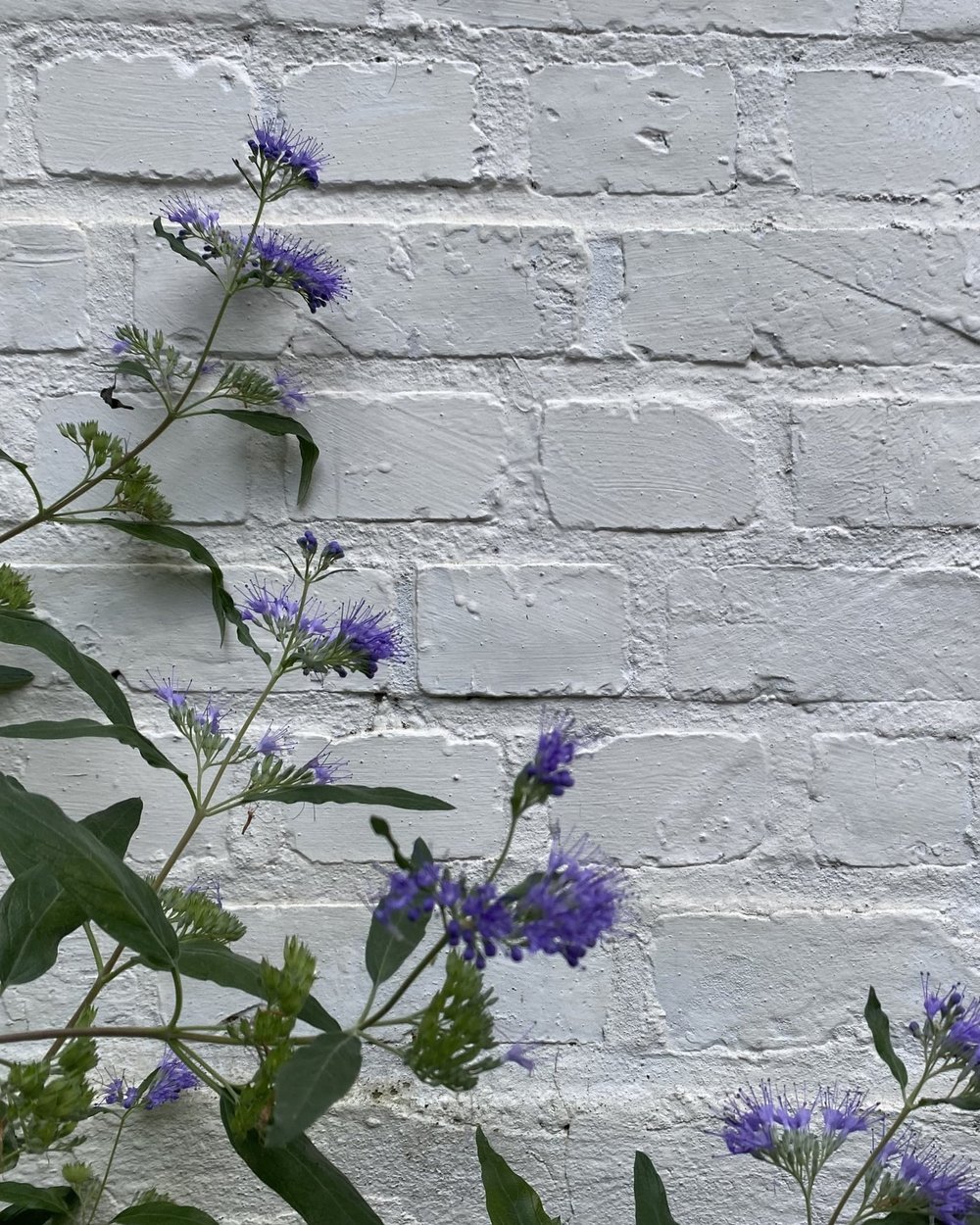 de-tuinen-van-tom-struyf-stadstuin-patio-patiotuin-blauwbaard-caryopteris-witte-muur-contrast.jpg