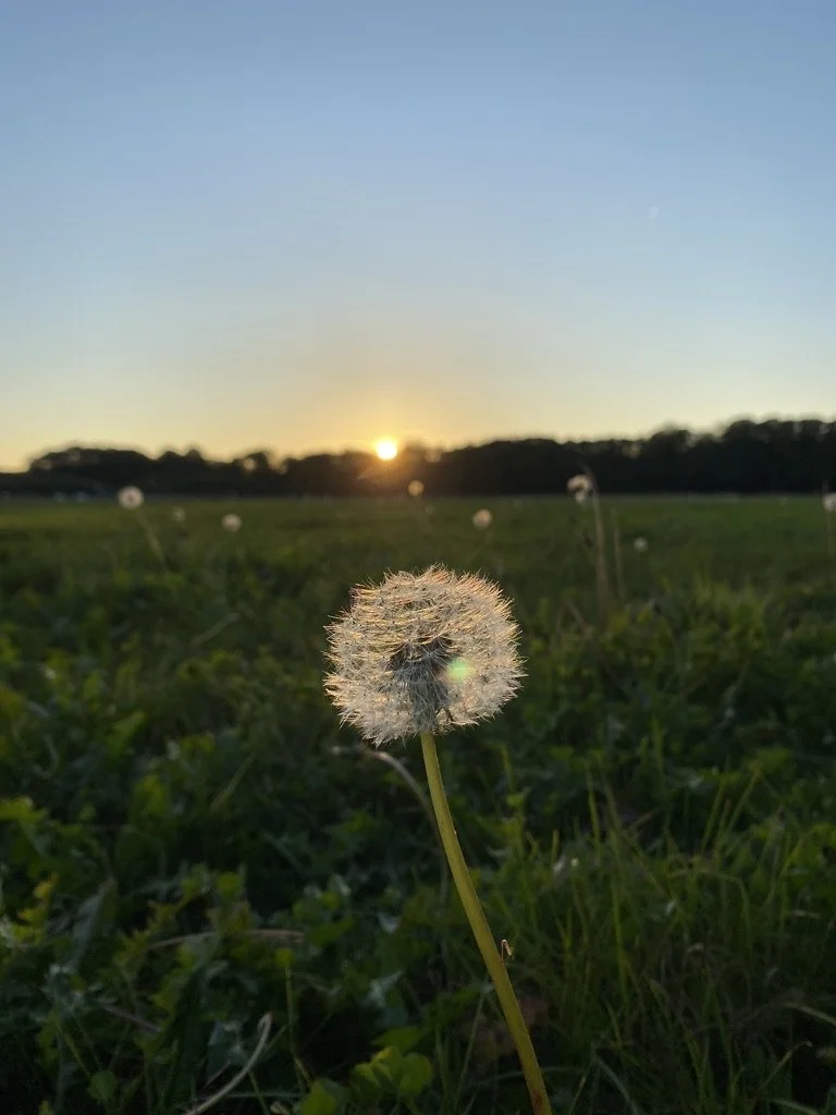 de-tuinen-van-tom-struyf-de-tuinen-van-tom-struyf-gagel-cursus-how-to-start-a-regenerative-farm-lochem-gagel-cursus-how-to-start-a-regenerative-farm.jpg
