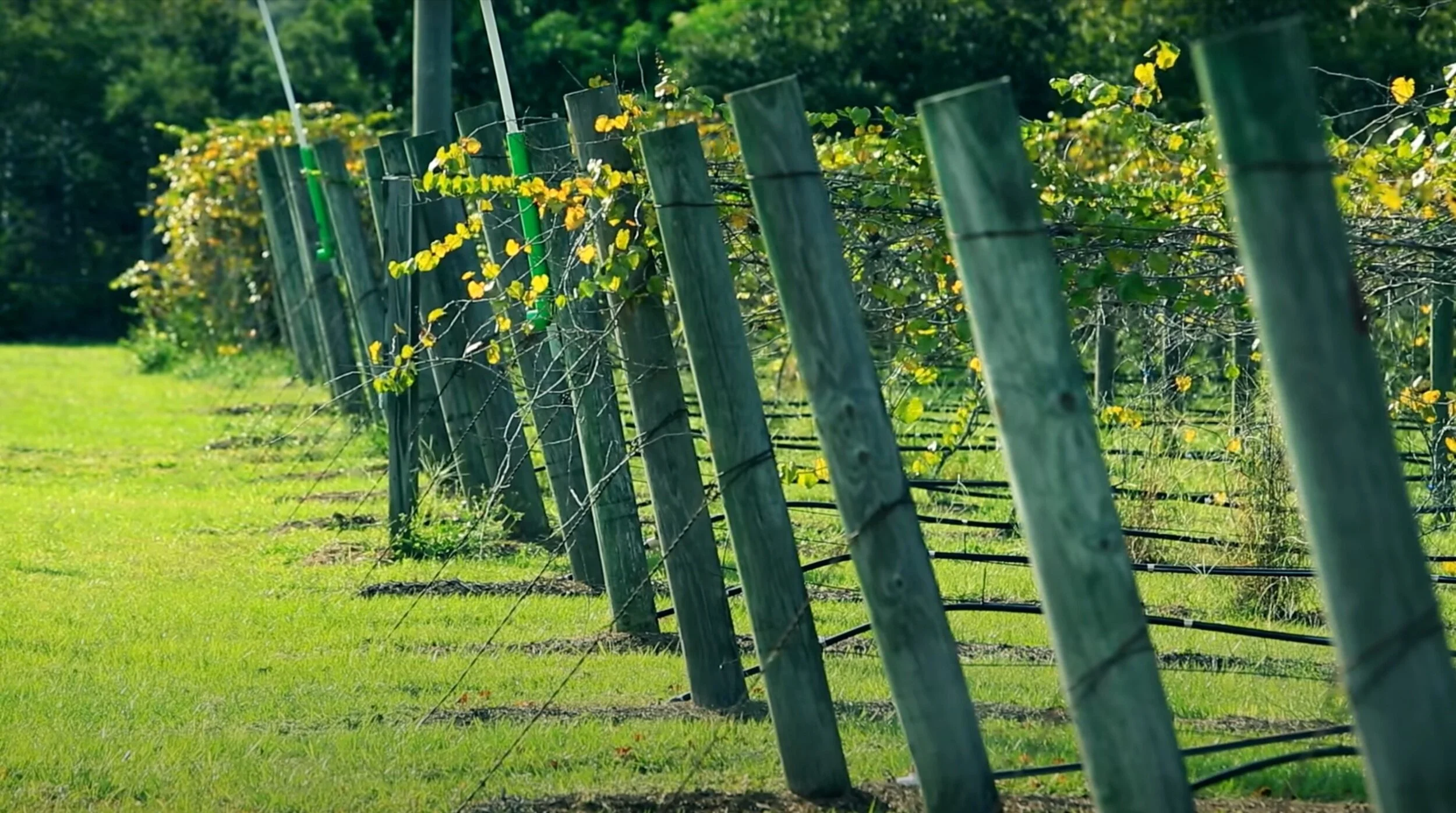 Greenest Winery in America