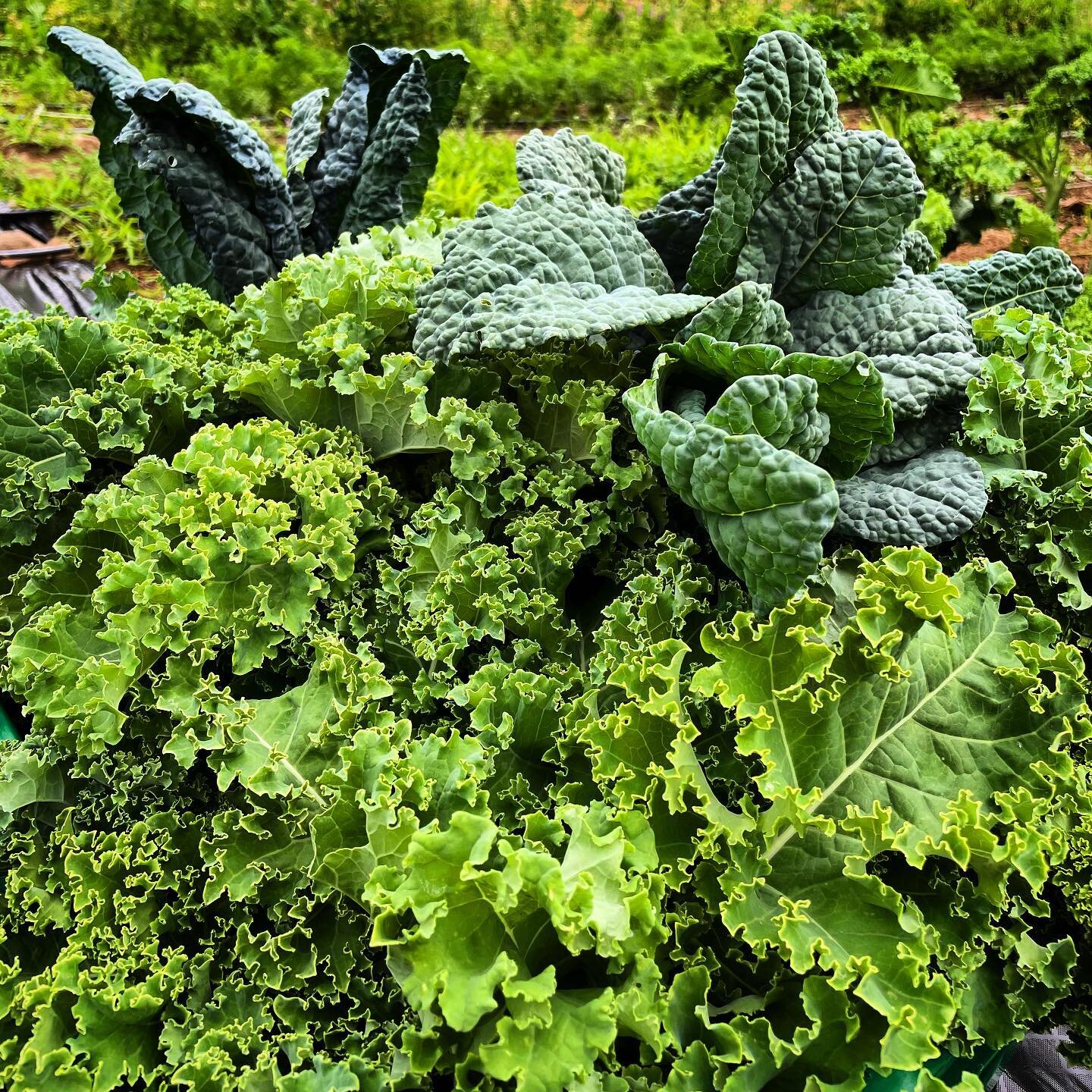 Kale anyone? 🥬 

#kaleharvest #curlykale #blackmagickale #farmergirl #newentrysustainablefarmingproject #chefcapaldi #mjgoodvibes #farming #csa #csadelivery