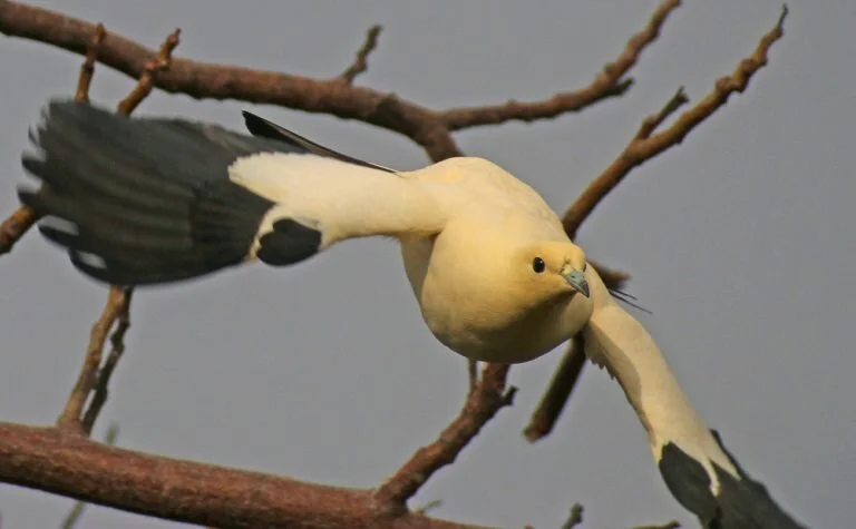 Pied Imperial Pigeon — Image Credit: 10000birds.com - Mike Bergin | Corey Finger