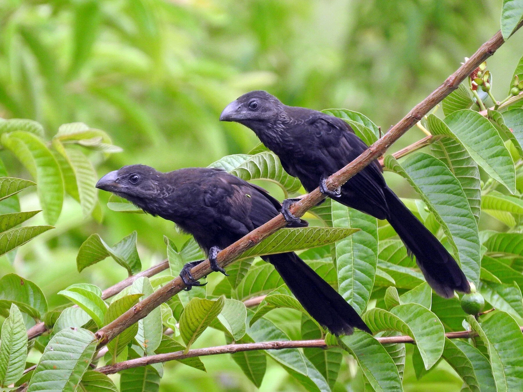 Smooth Billed Ani | Image Courtesy of eBird