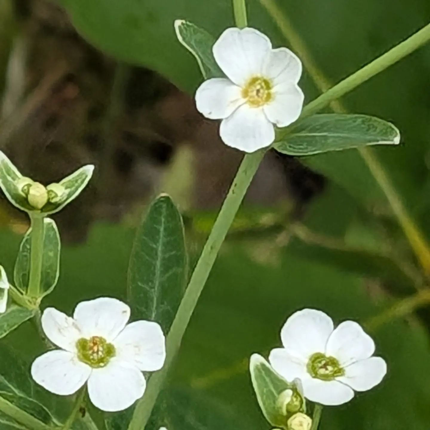 Now flowering @aguayfuegomedicinals 

Flowering Spurge
Euphorbia corollata
EUPHORBIACEAE

Native to North America 

#nativeplantsphotography 
#nativeplantspa 
#nativeplantsnorthamerica