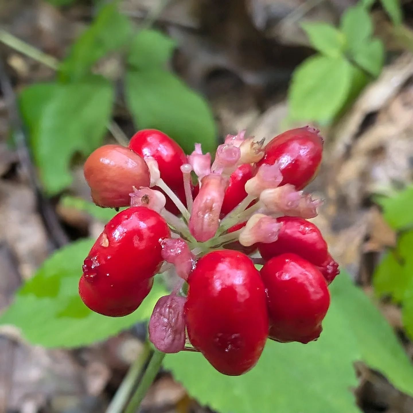 Now fruiting  @aguayfuegomedicinals 

American Ginseng 
Panax quinquefolius
ARALIACEAE

Have you ever seen ginseng fruit?
They are bright red and the berries taste a little bit tart. Yes, I ate some 😋 

I got a few seeds from the @unitedplantsavers 