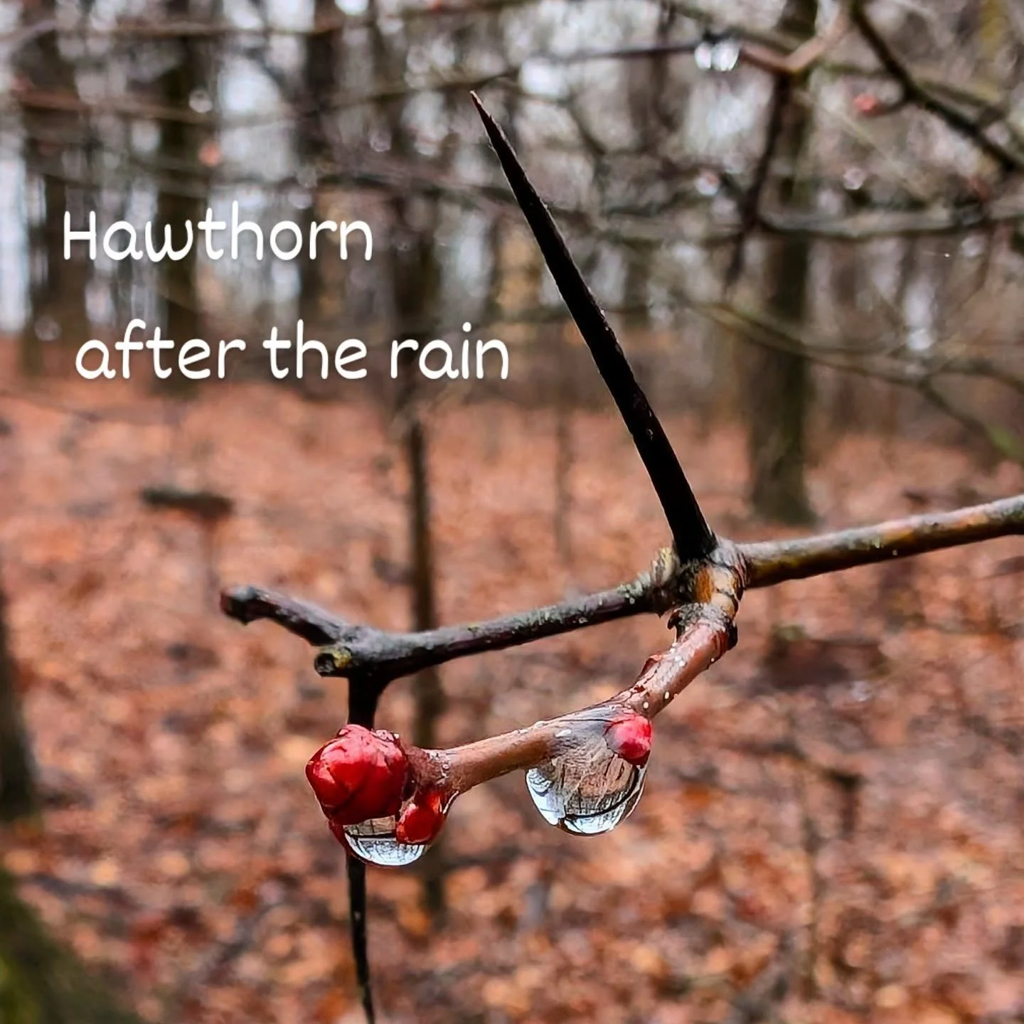 Hawthorn after the rain
❤️
Heart medicine kissed by the water
Creating new worlds
She guards herself with grace
and 
captivates me every time