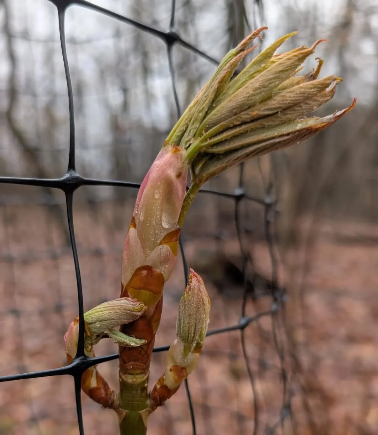 Yellow buckeye playing silly in my woods 😂
🌳
I love when I walk in the forest and I encounter these playful creatures. This one came from @treepgh (thank you!), and it's thriving like a forest comedian.
Nature always surprises me with joy
🌳
Get ou