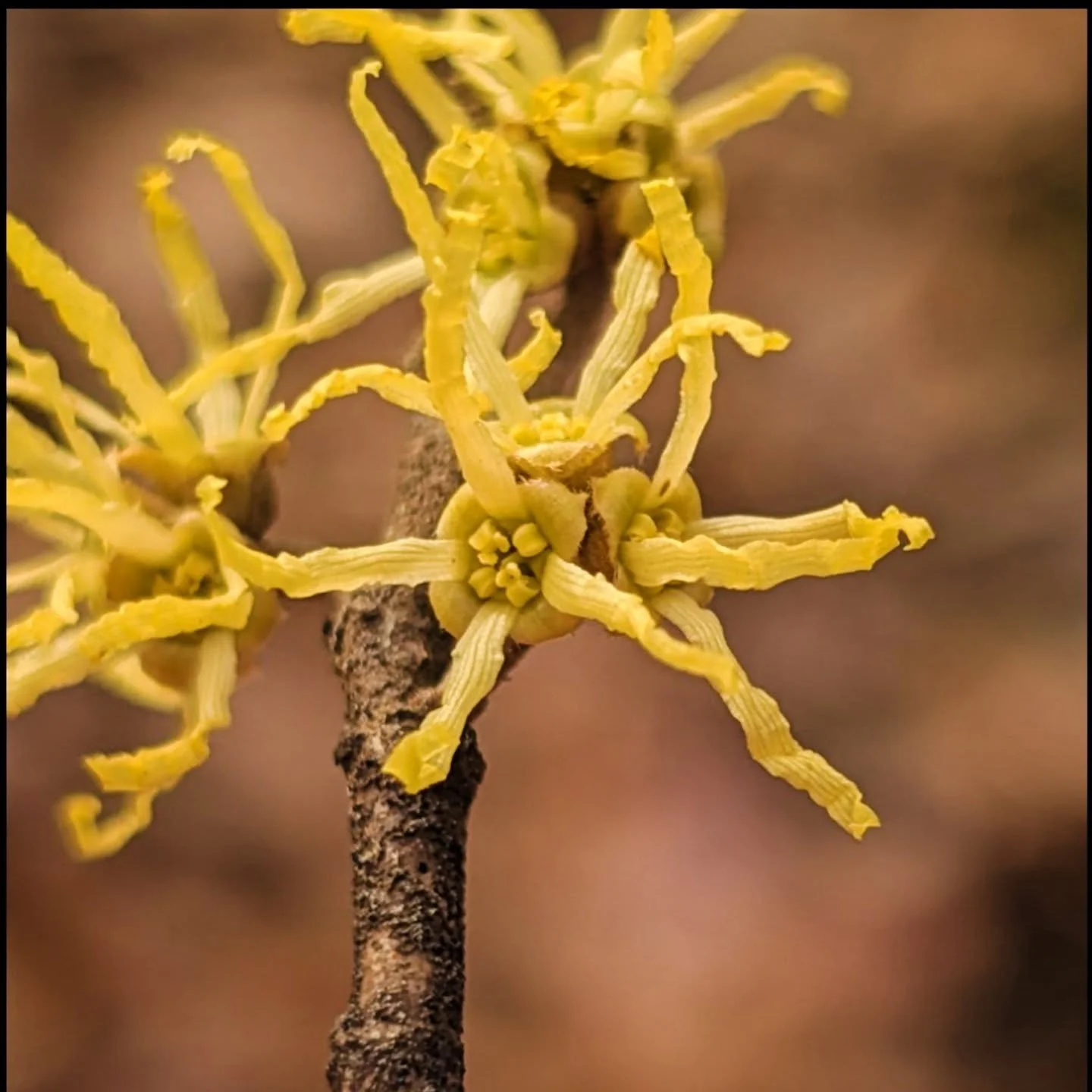 At the edges of my woods and in the quiet understory, Witch Hazel's yellow flowers stand alone. Their unruly petals brighten the winter gloom, stirring playful memories of my childhood's wild, untamed hair.

#witchhazel 
#winterflowers 
#medicinalher