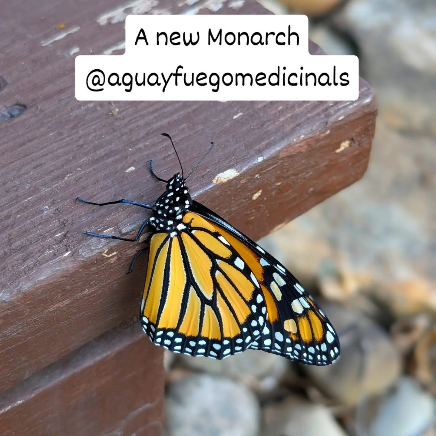 A new Monarch came out of its chrysalis today ❤️❤️❤️

Pictures in reverse 🦋🦋🦋

I hope it reaches its destination.

#monarchbutterfly
#mariposamonarca