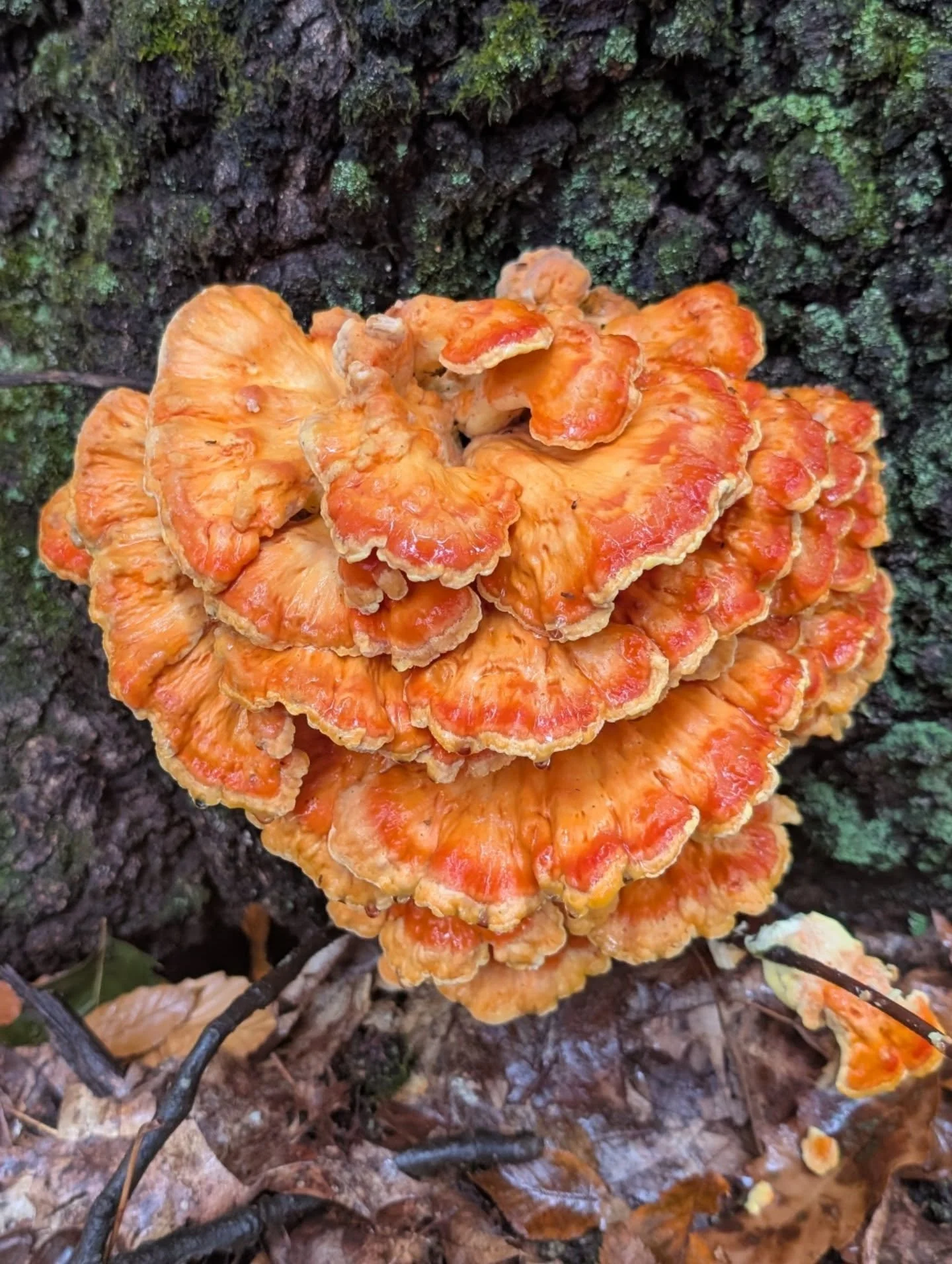 The rain woke up this beauty!

#fallmushrooms