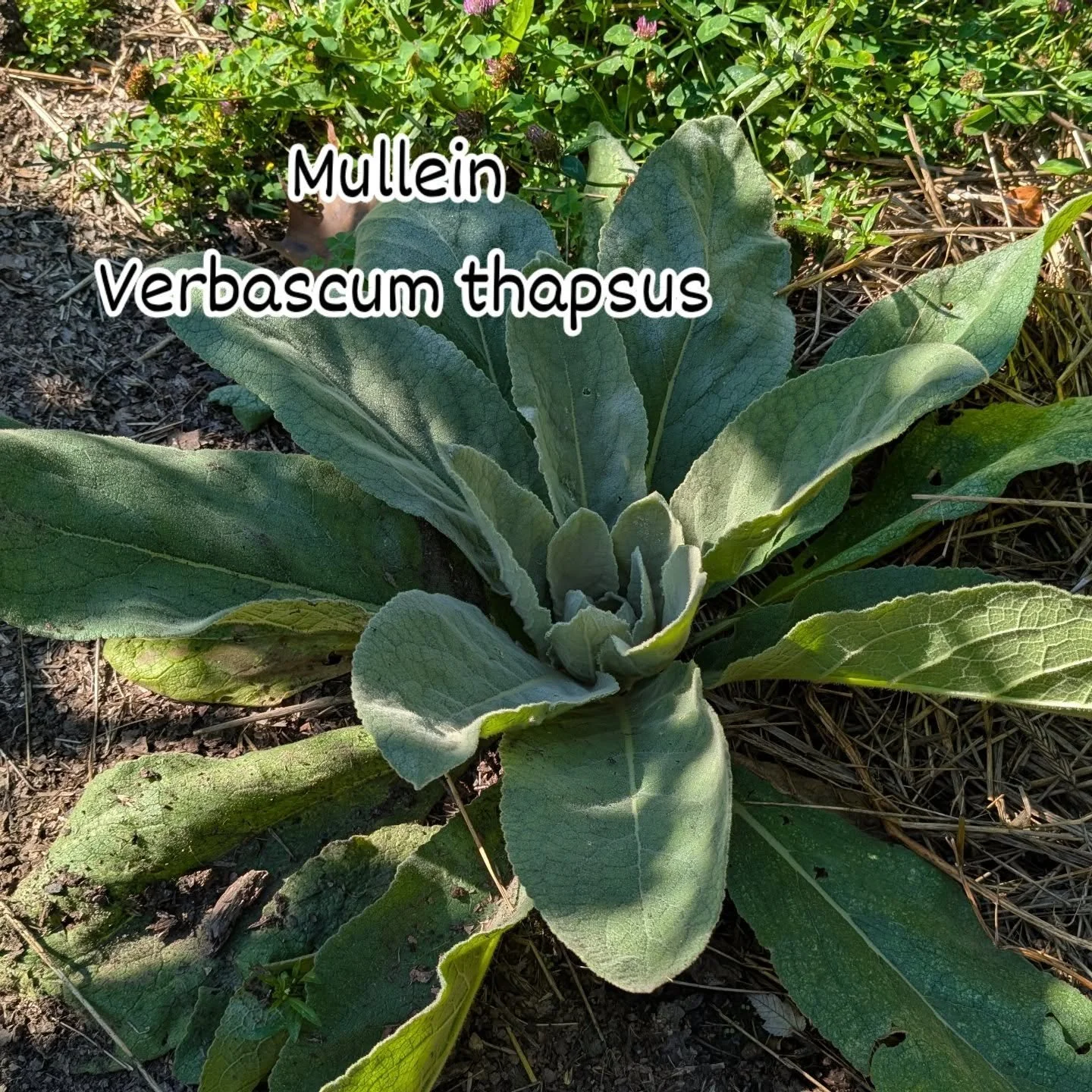 Come and join me on Sunday 5th at 1 pm ! We will be talking about mullein and other amazing plants to help us when we have a cold or the flu.
Link on the Bio.

#herbalmedicine 
#pittsburghevents
#pittsburghwellness
