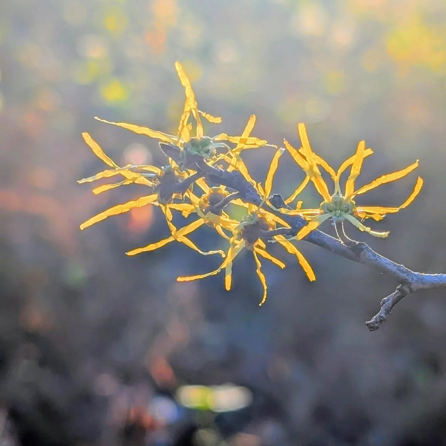 🍂 Witch-hazel Magic

There&rsquo;s quiet beauty in the woods right now if you take a moment to look.
Witch-hazel (Hamamelis virginiana) is blooming across Pennsylvania &mdash; one of the few native plants bold enough to flower as the year turns cold