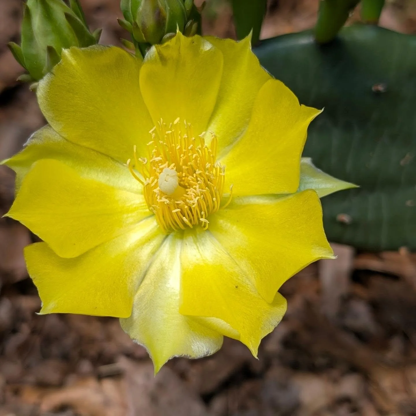 Eastern prickly pear
Opuntia humifusa
CACTACEAE

So many flowers are blooming in my garden right now, but these bright yellow blooms always amaze me. 
🌼
My baby cactus is growing so much! ❤️

#nativeplants 
#cactusflowers 
#easternpricklypear 
#gard