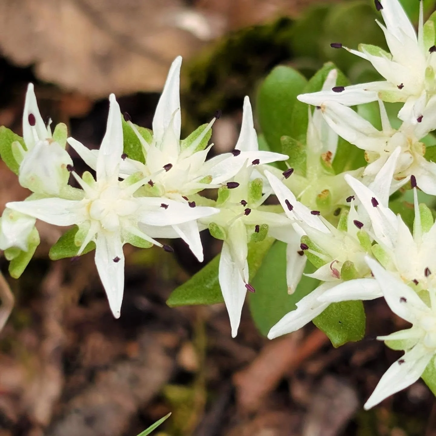 Woodland Stonecrop
Sedum ternatum
Crassulaceae
Native of North America