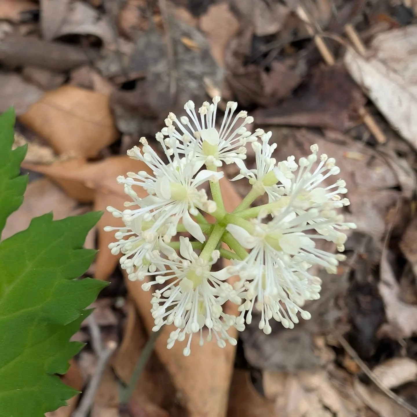 White baneberry 
Actaea pachypoda
RANUNCULACEAE
Native of Eastern North America