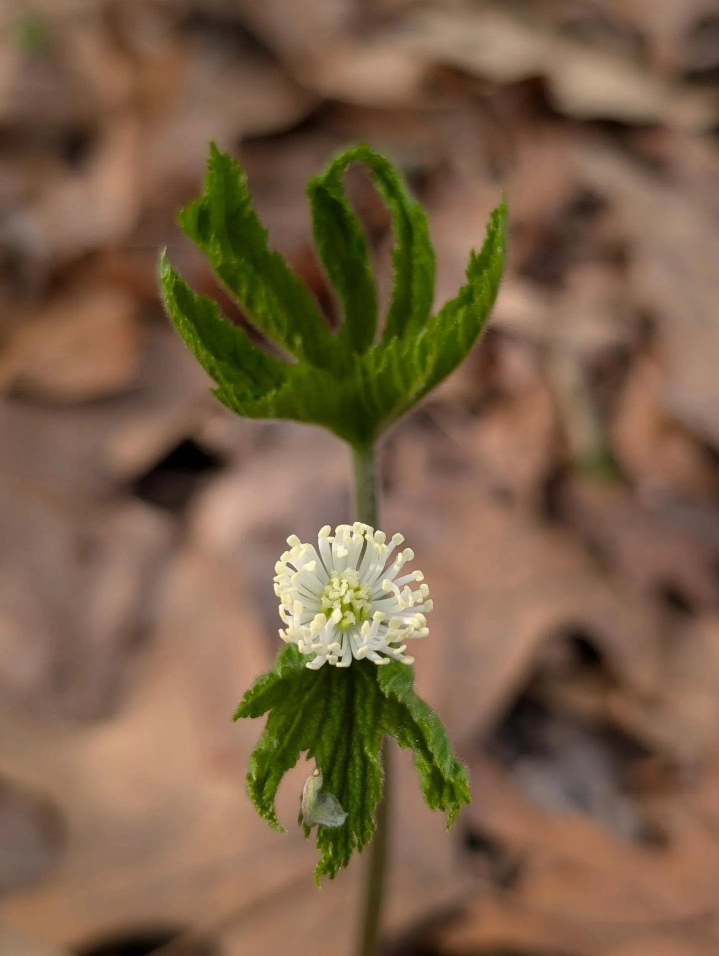 Goldenseal
Hydrastis canadensis
Ranunculaceae

Two leaves, still curled in on themselves, slowly unfold toward the light.
🌱
Between them, a small and curious flower appears. No petals to call attention&mdash;only a small gathering of stamens and pis