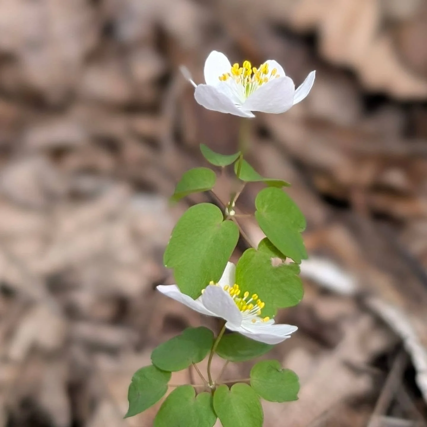 Rue Anemone
Thalictrum thalictroides
RANUNCULACEAE
Native to Eastern North America
