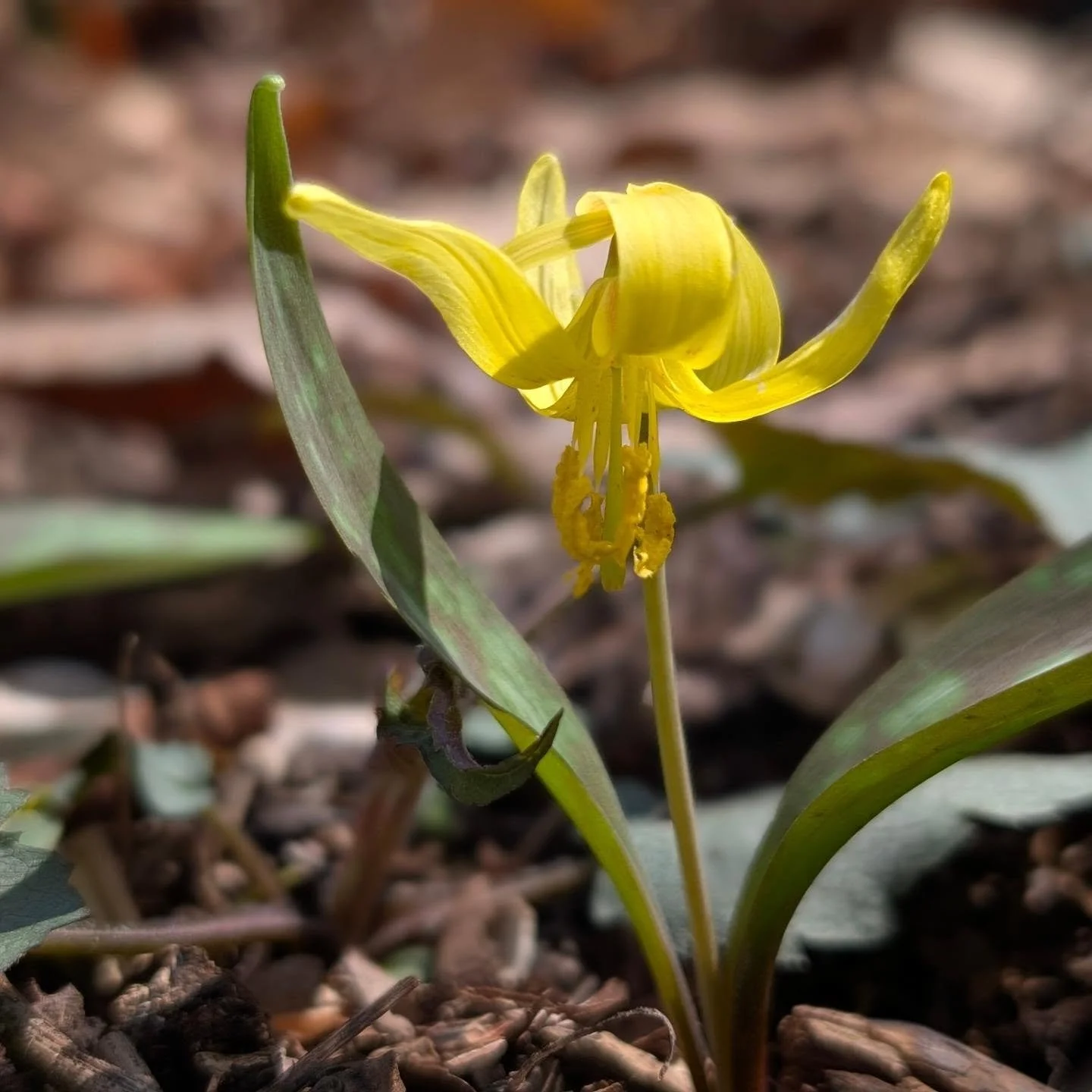 Yellow trout lily
Erythronium americanum
Liliaceae

First one I see @aguayfuegomedicinals !