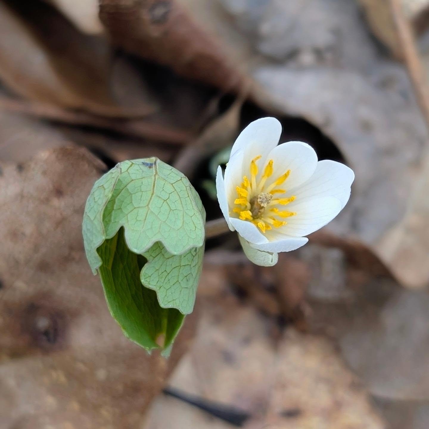 Bloodroot
Sanguinaria canadensis
Papaveraceae
Native to eastern North America

One of the first wild beauties to greet spring at Agua y Fuego Medicinals 🌿🤍

Bloodroot carries a deep, ancient presence.

Beneath the delicate white petals flows a vivi