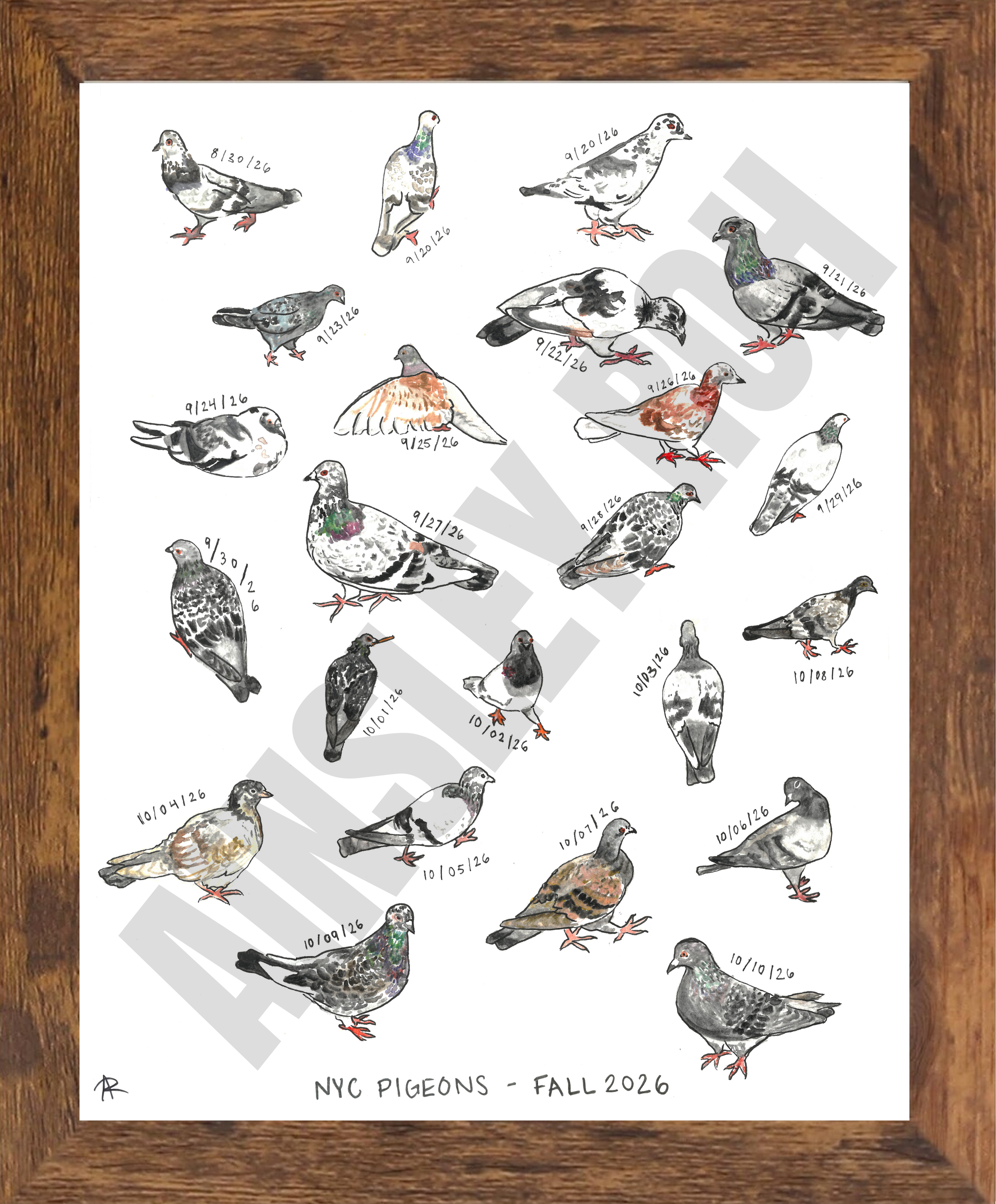 pigeonsdates.png