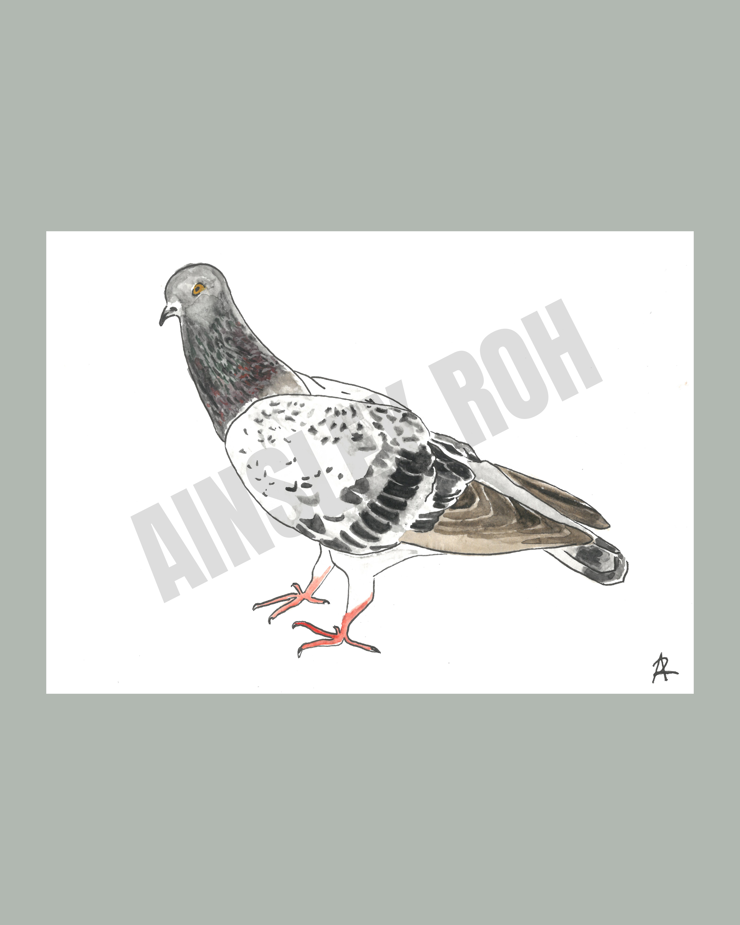 koreanpigeon.png