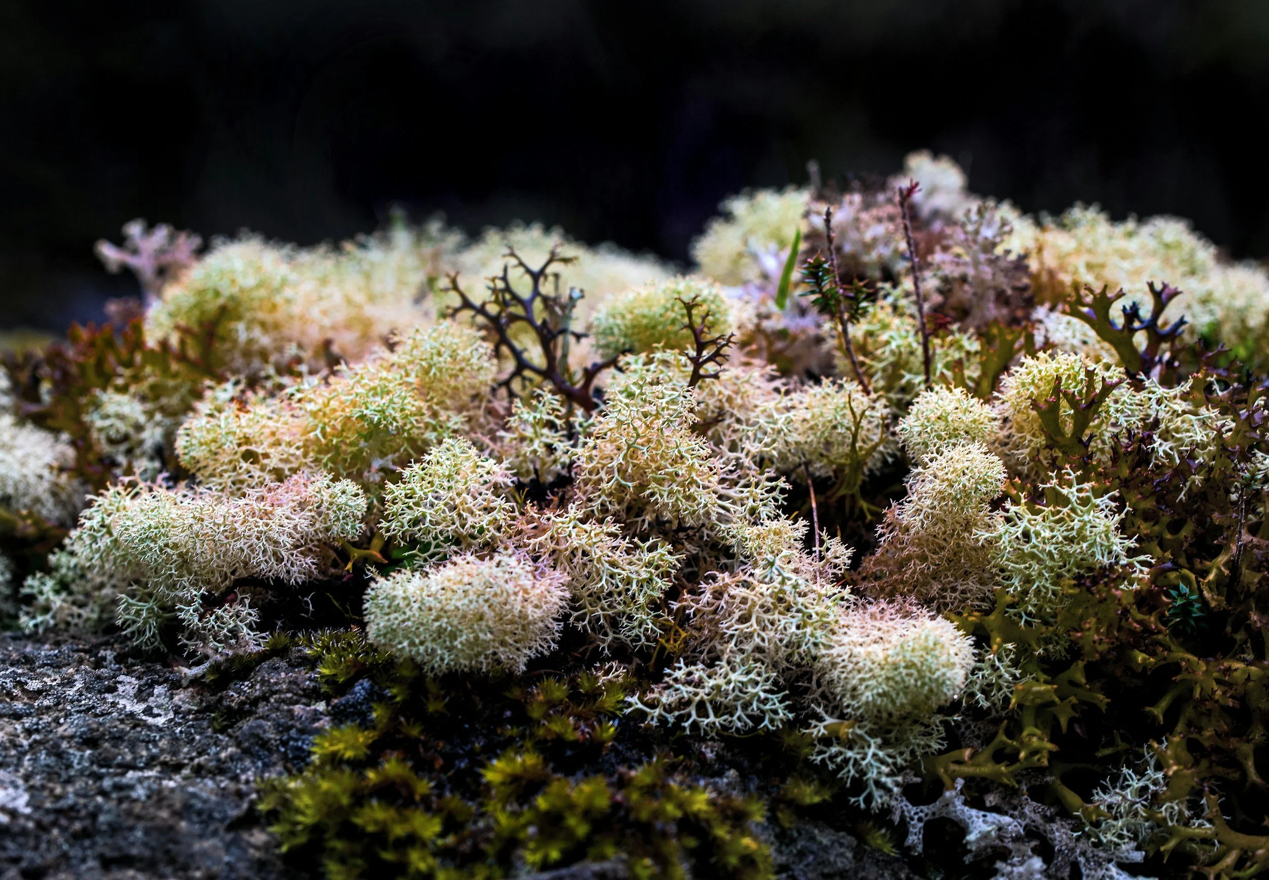 Is sea moss good for you