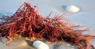 dangers of sea moss