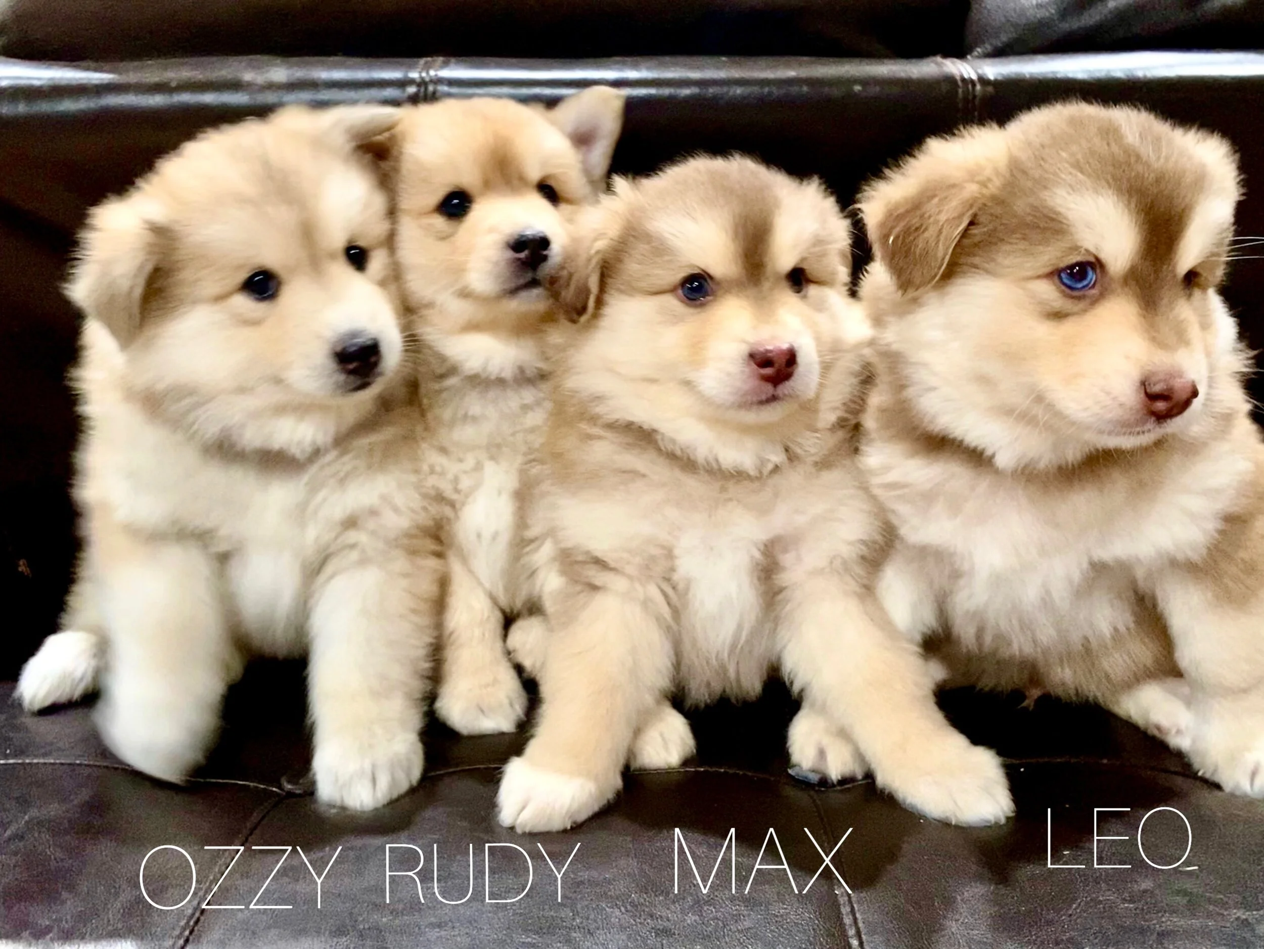 pomskypuppies