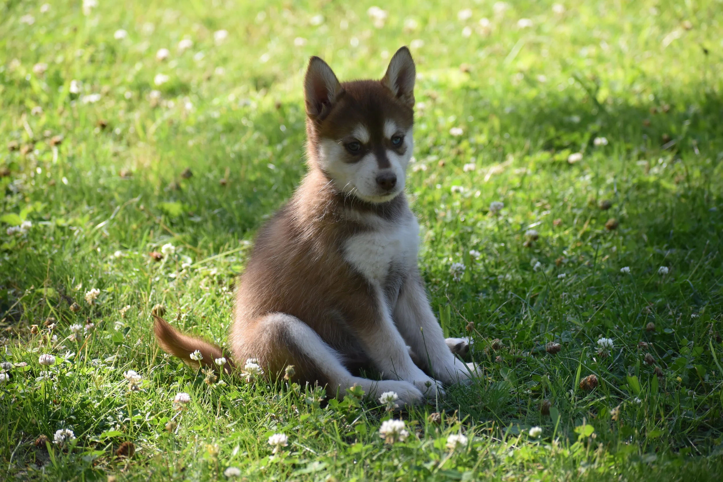 DSC_0488.JPG