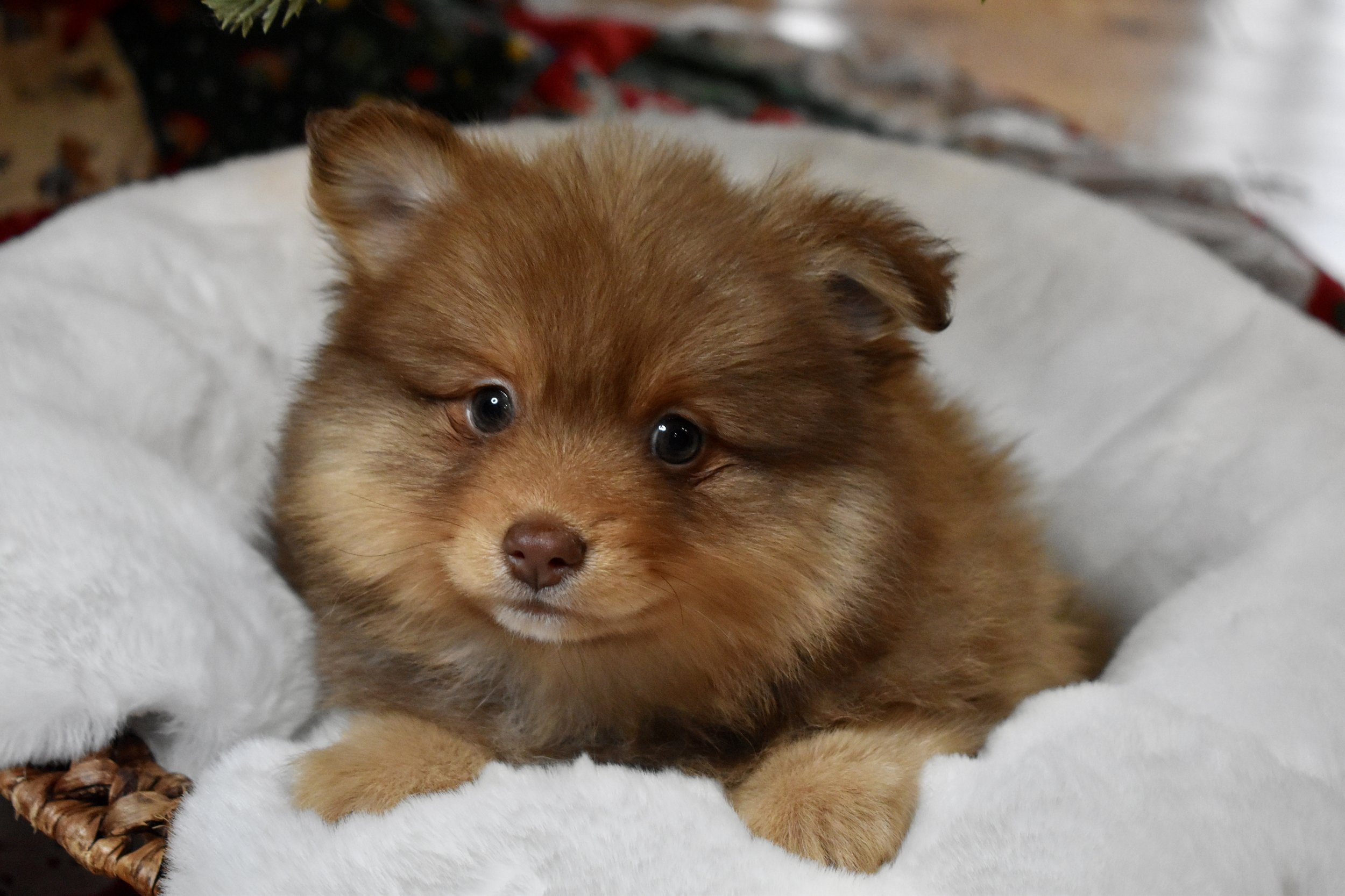DSC_0451.jpg
