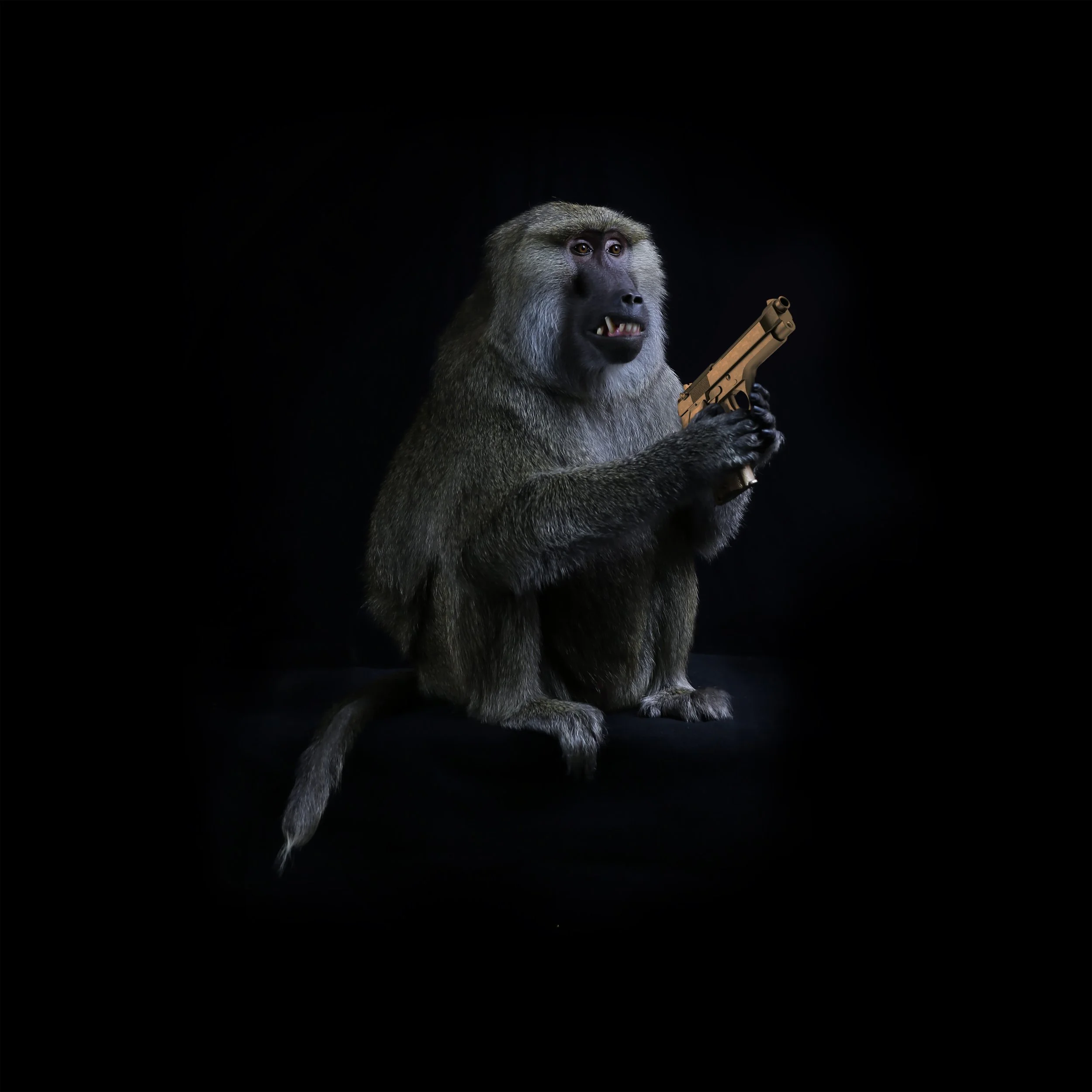 A baboon holding a handgun against a black background.