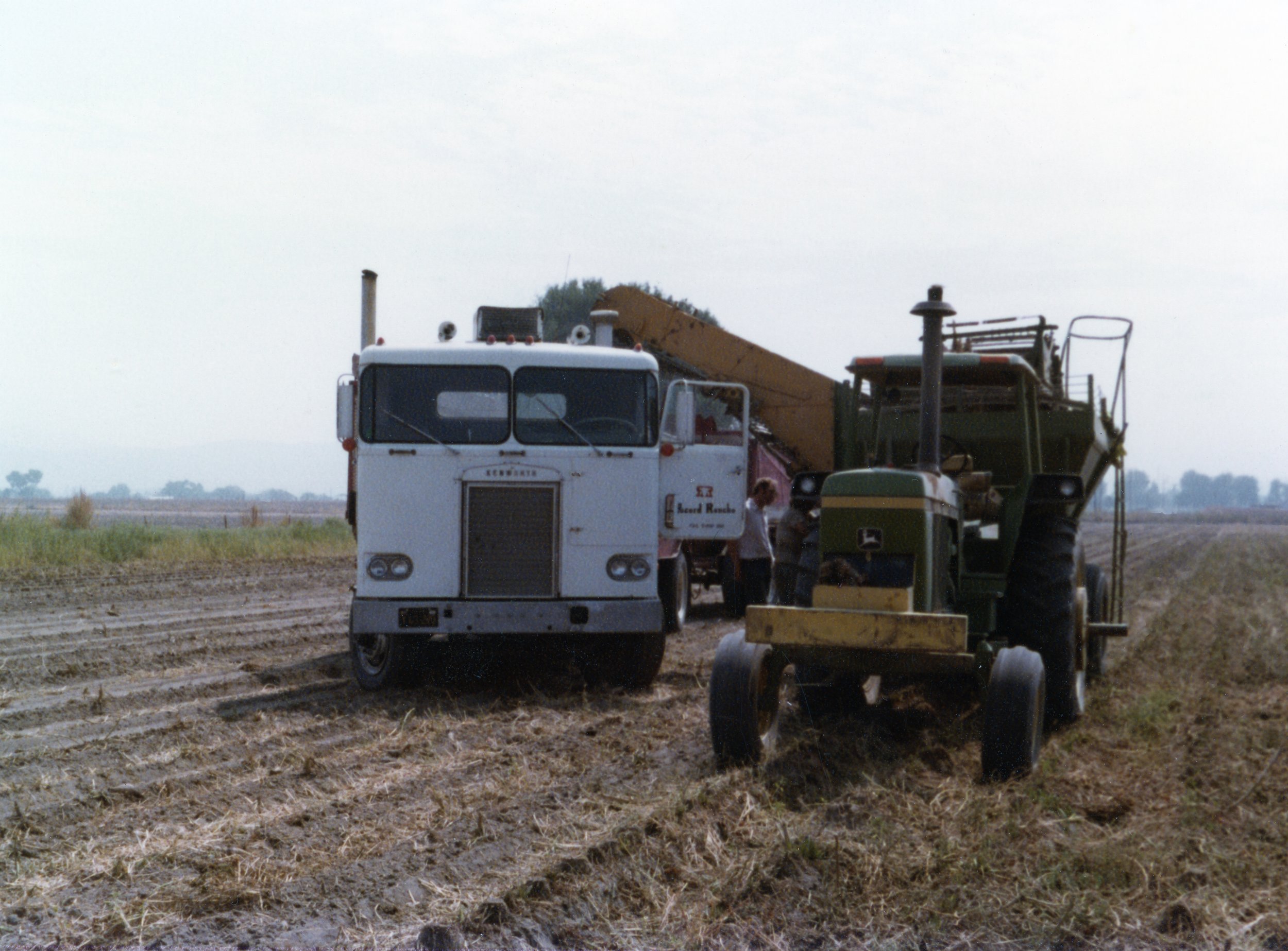 Sugar beet harvest in San Jacinto, CA.