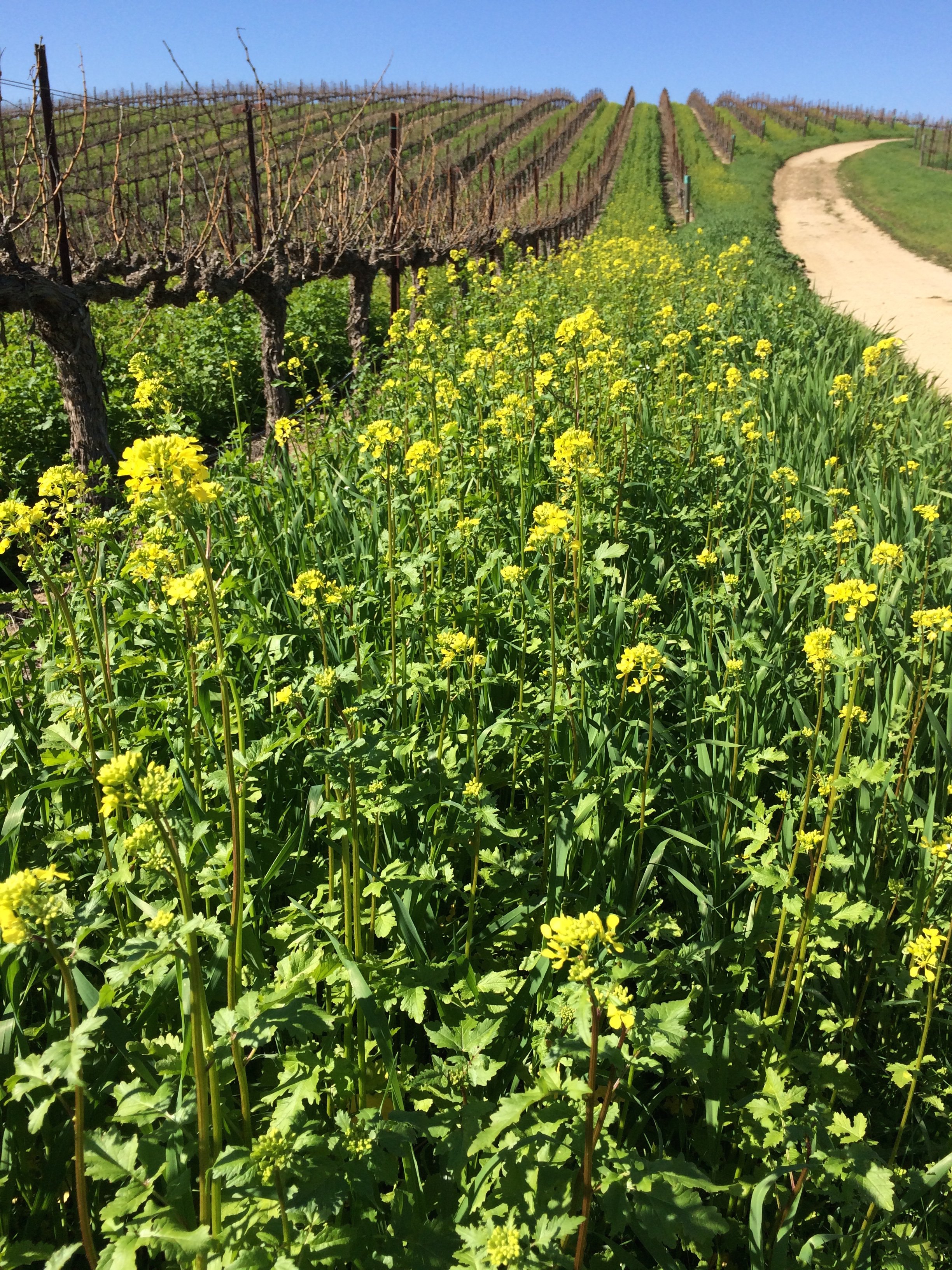 Cover crop between the Grenache vines at the vineyard.
