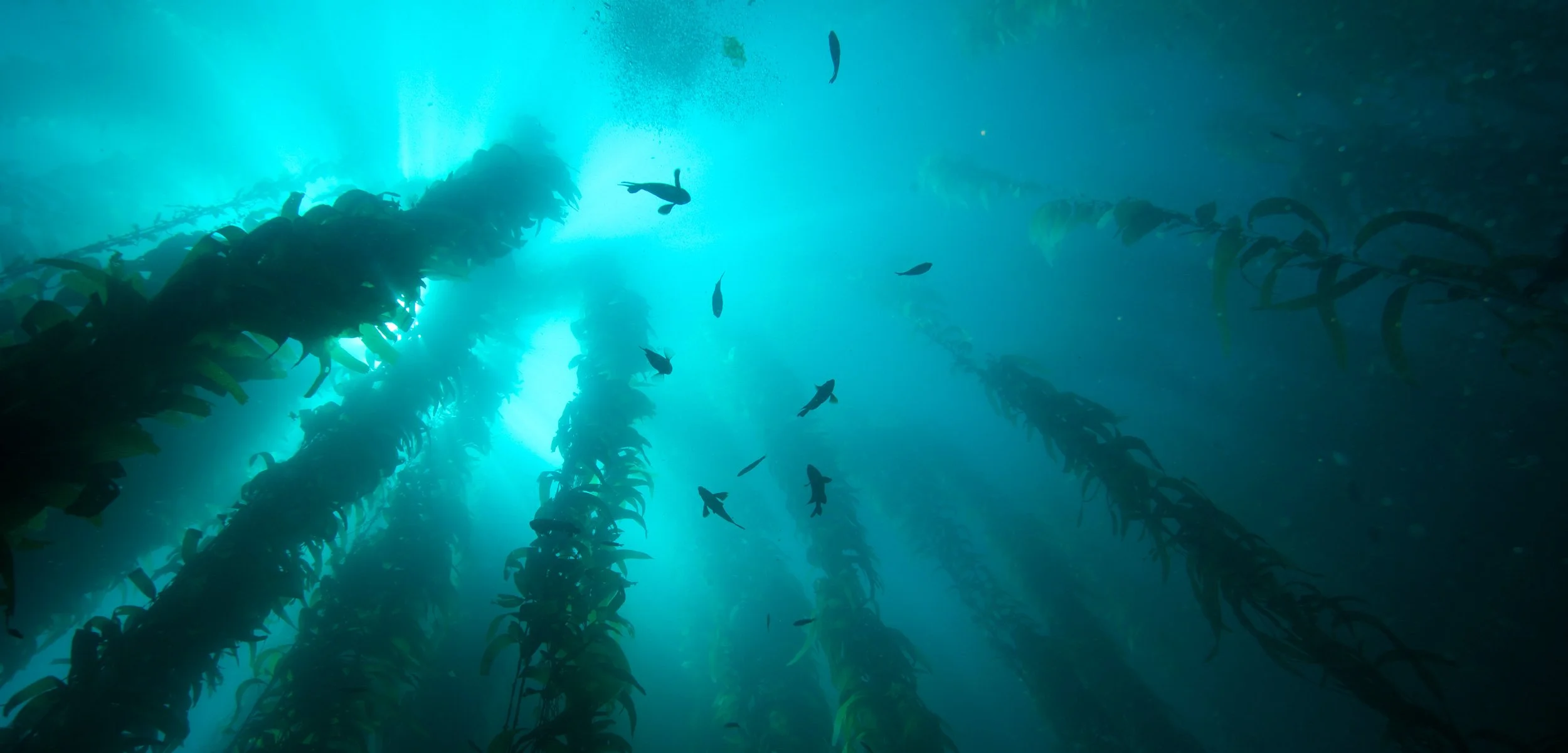 SEA CHANGE