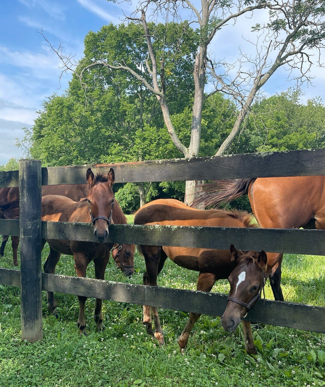 The grass is greener for these cheeky monkeys 🤍​​​​​​​​​
From the day they are born to the day they graduate and move on to their next phase of life, our foals are handled daily, feet are picked daily and learn ground manners that will serve them fo