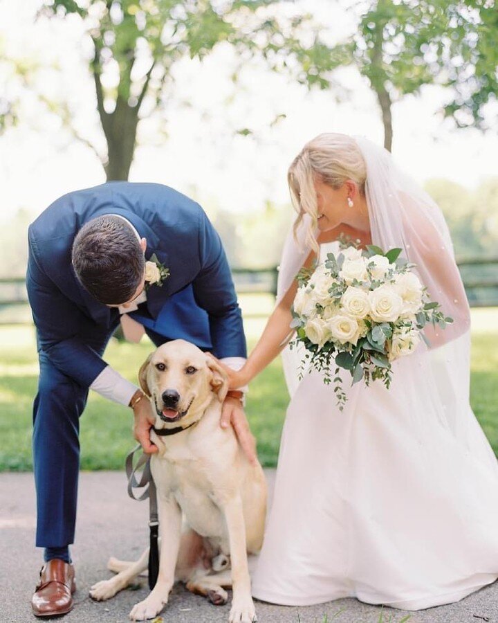 All members of Zach and Emma&rsquo;s family were part of their ceremony and pictures 🤍🐶🤍⠀⠀⠀⠀⠀⠀⠀⠀⠀
@rachlovestroy 📸⠀⠀⠀⠀⠀⠀⠀⠀⠀
-⠀⠀⠀⠀⠀⠀⠀⠀⠀
⠀⠀⠀⠀⠀⠀⠀⠀⠀
#mansbestfriend #labrador #dogsallowed #partofthefamily #summerwedding #bride #groom #farmforallreaso