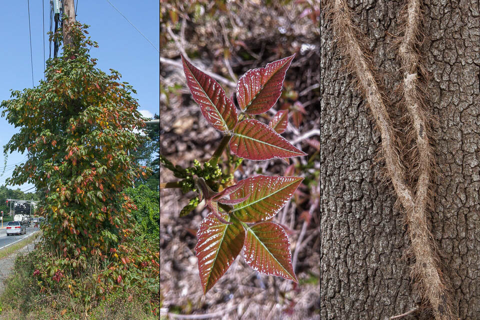 Poison ivy shows itself in different ways