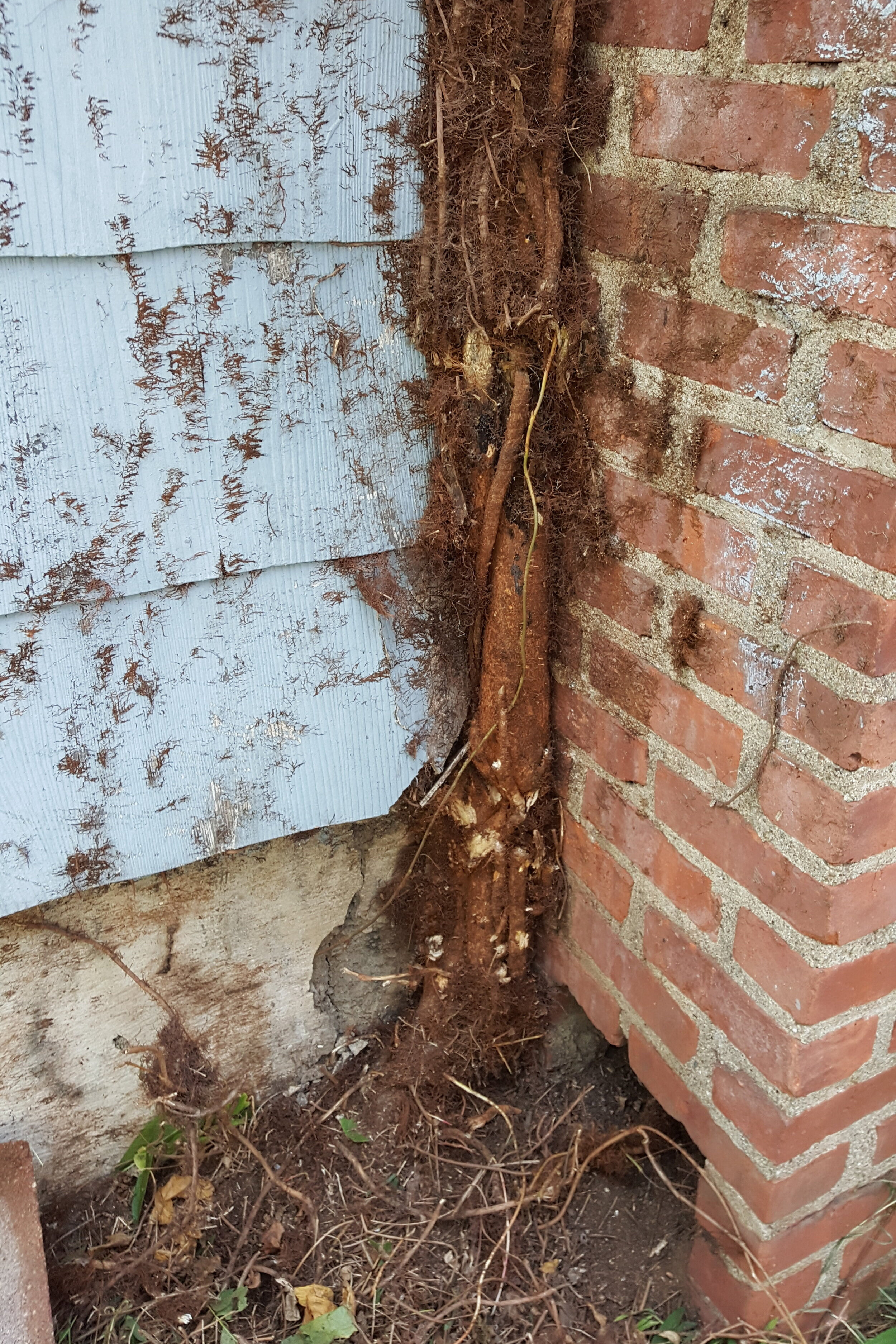 Poison ivy removal in progress