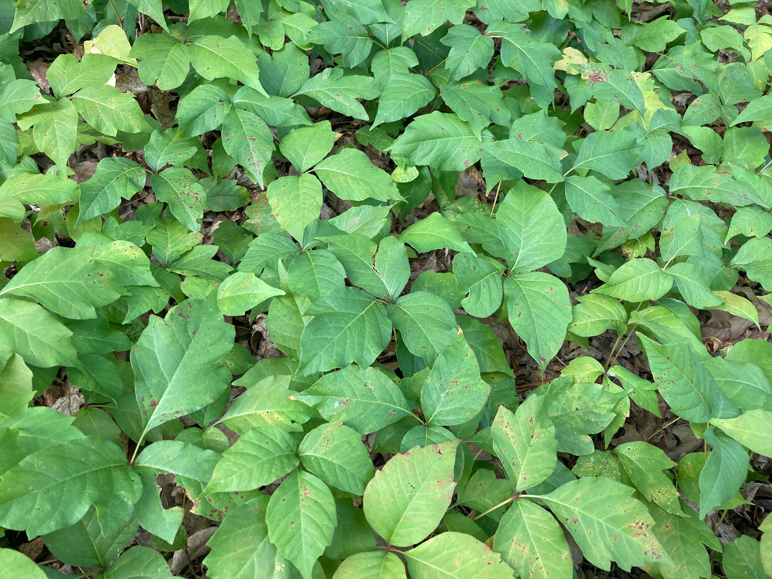 Poison ivy ground cover close up