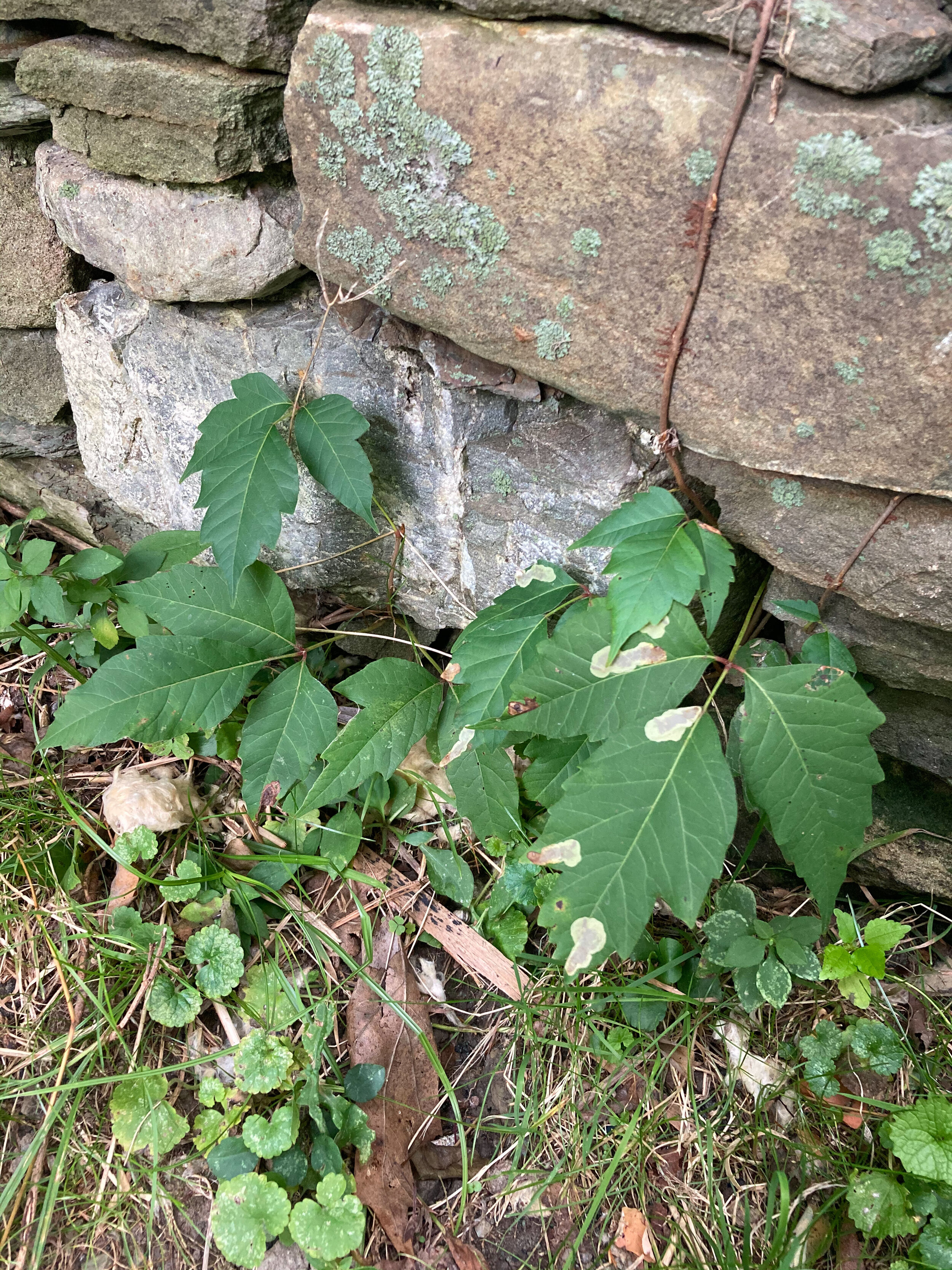 Poison ivy creeps out of the nooks and crannies