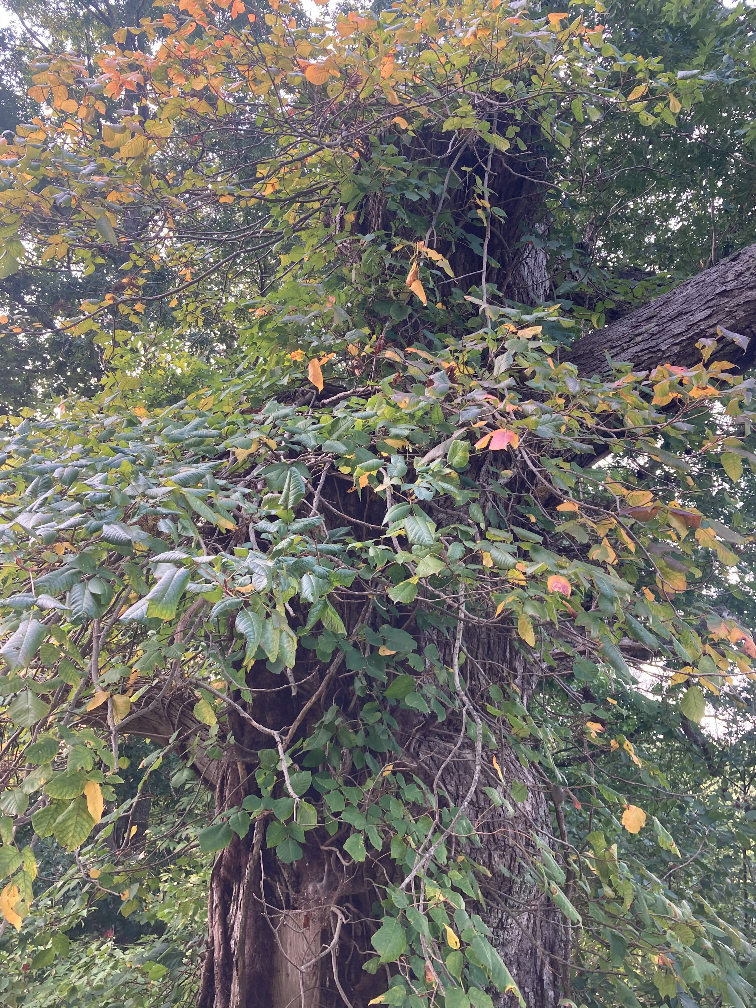 Sometimes poison ivy blends right in with healthy foliage