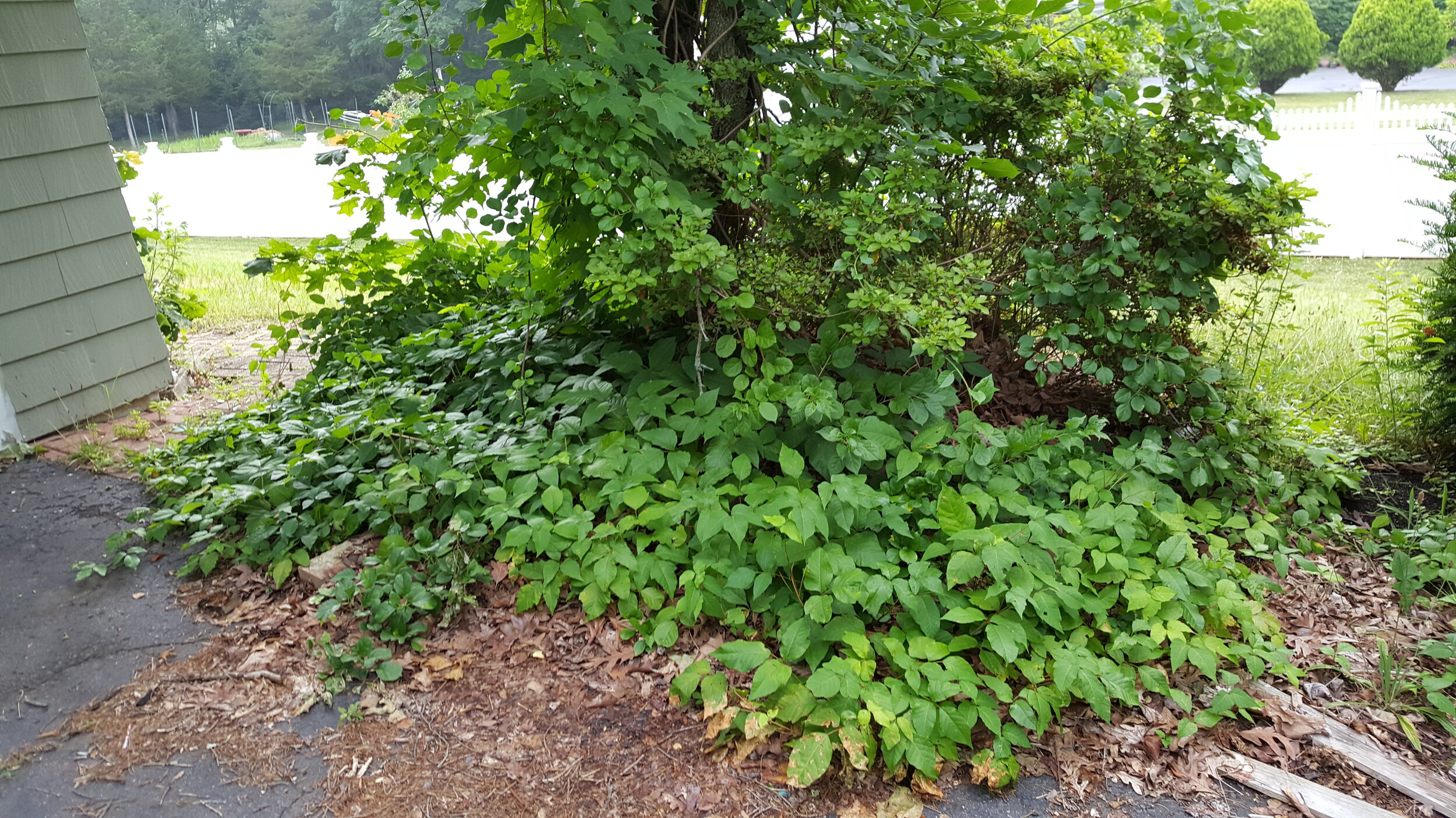 Poison ivy tries to blend in with other plants around it