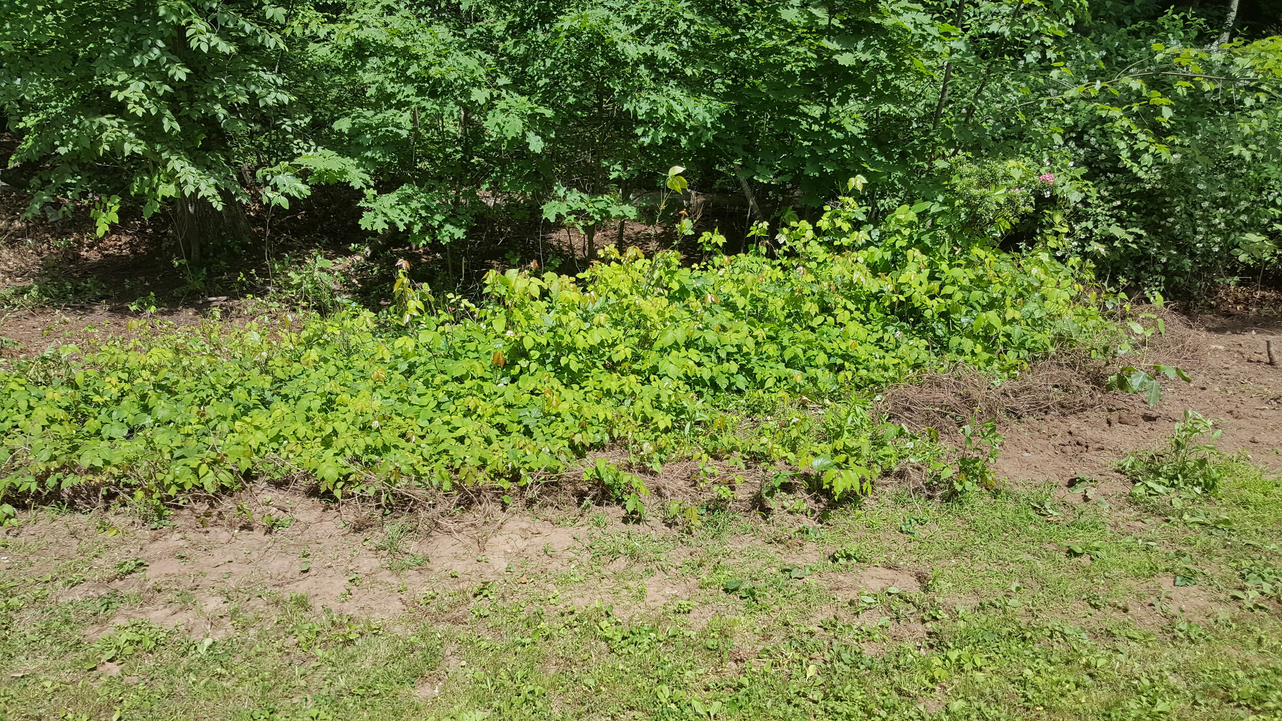 Poison ivy ground cover in plain sight