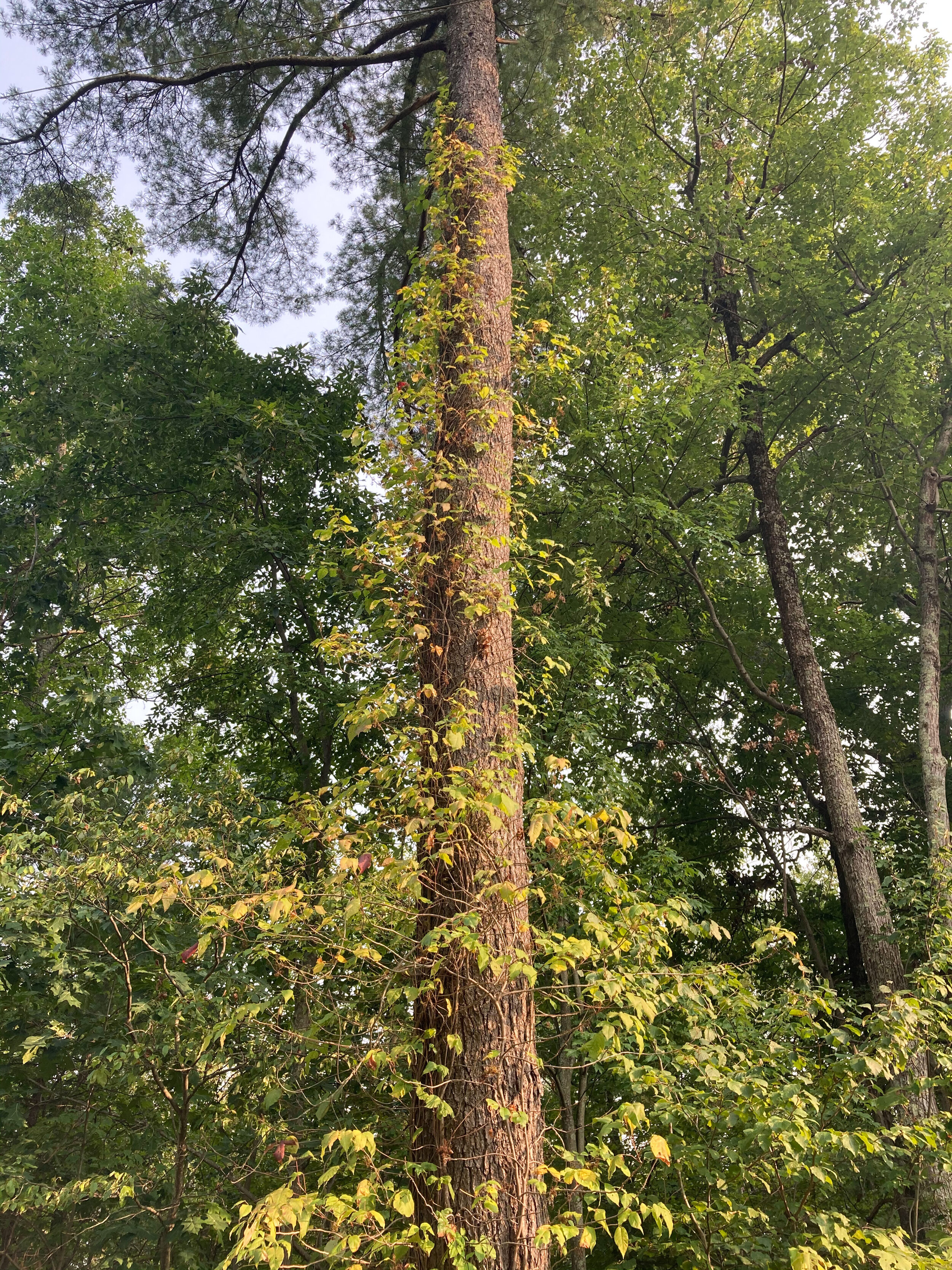 Poison ivy vines run all the way up the tree