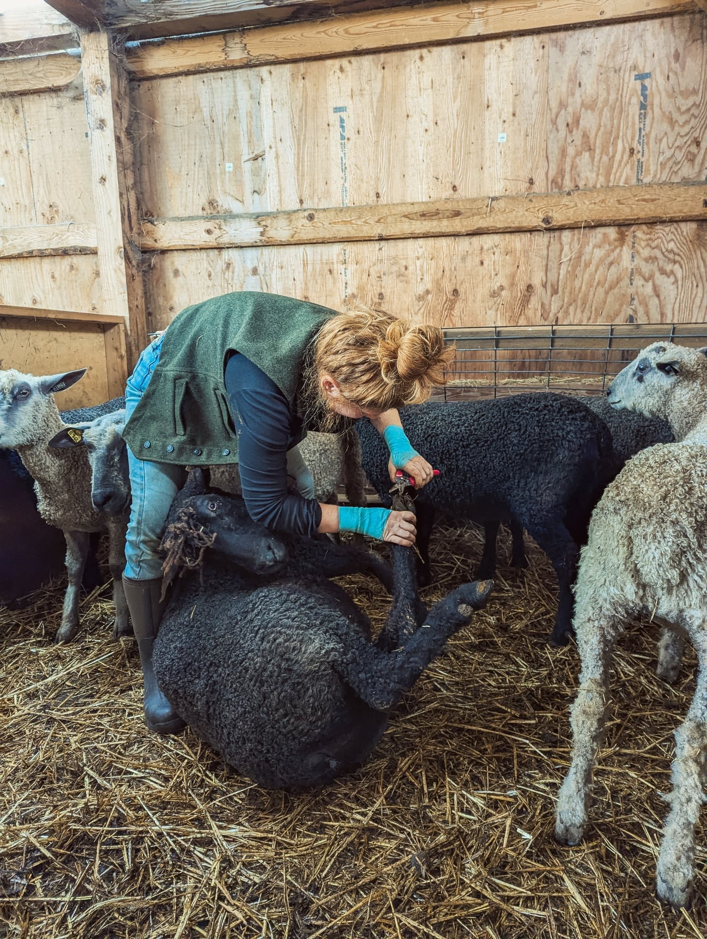I tried to come up with a better caption, but I just sent this to my friend and it will have to do: &ldquo;We took all these photos of hoof trimming and I'm so sore all I want to say on my post is buy smaller sheep.&rdquo; 

We&rsquo;ll try again tom