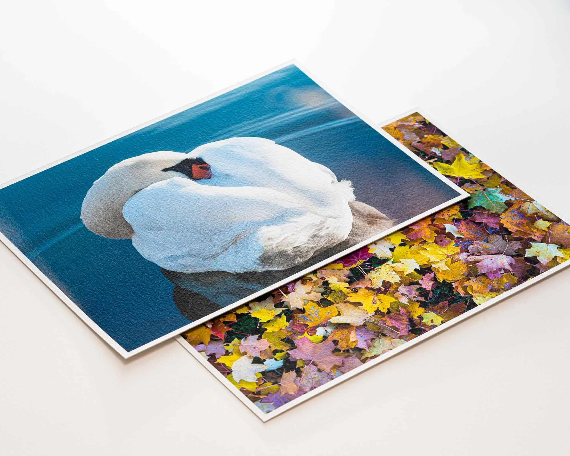 Photographs of two textured images, one of a swan and water, and the other of colorful autumn leaves, placed on a light surface.