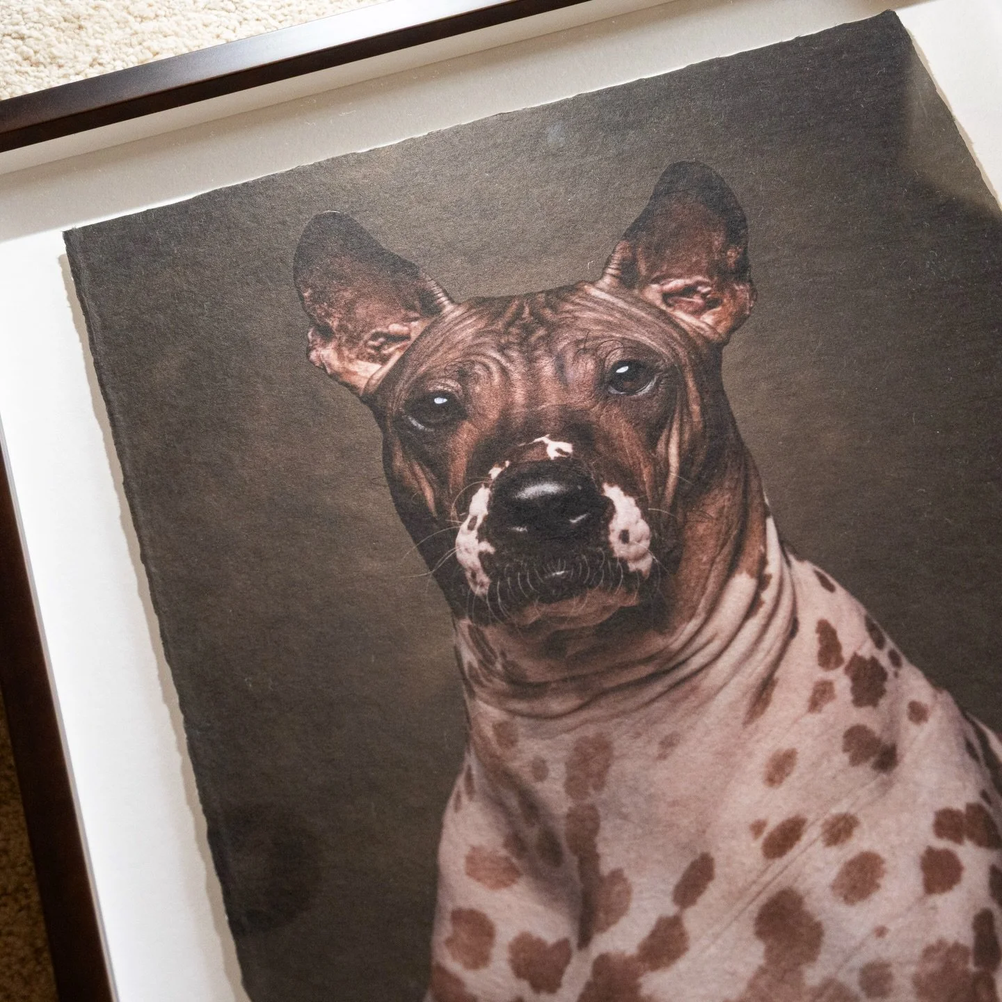🐕 omg look at this cute doooggie!

Check out @petsbycalla &lsquo;s gorgeous portraits of pets. Printed on @awagami_factory Bizan handmade papers

Framed and mounted by @gentaartprints 

#giclee #awagami #fineartprints #artprints
